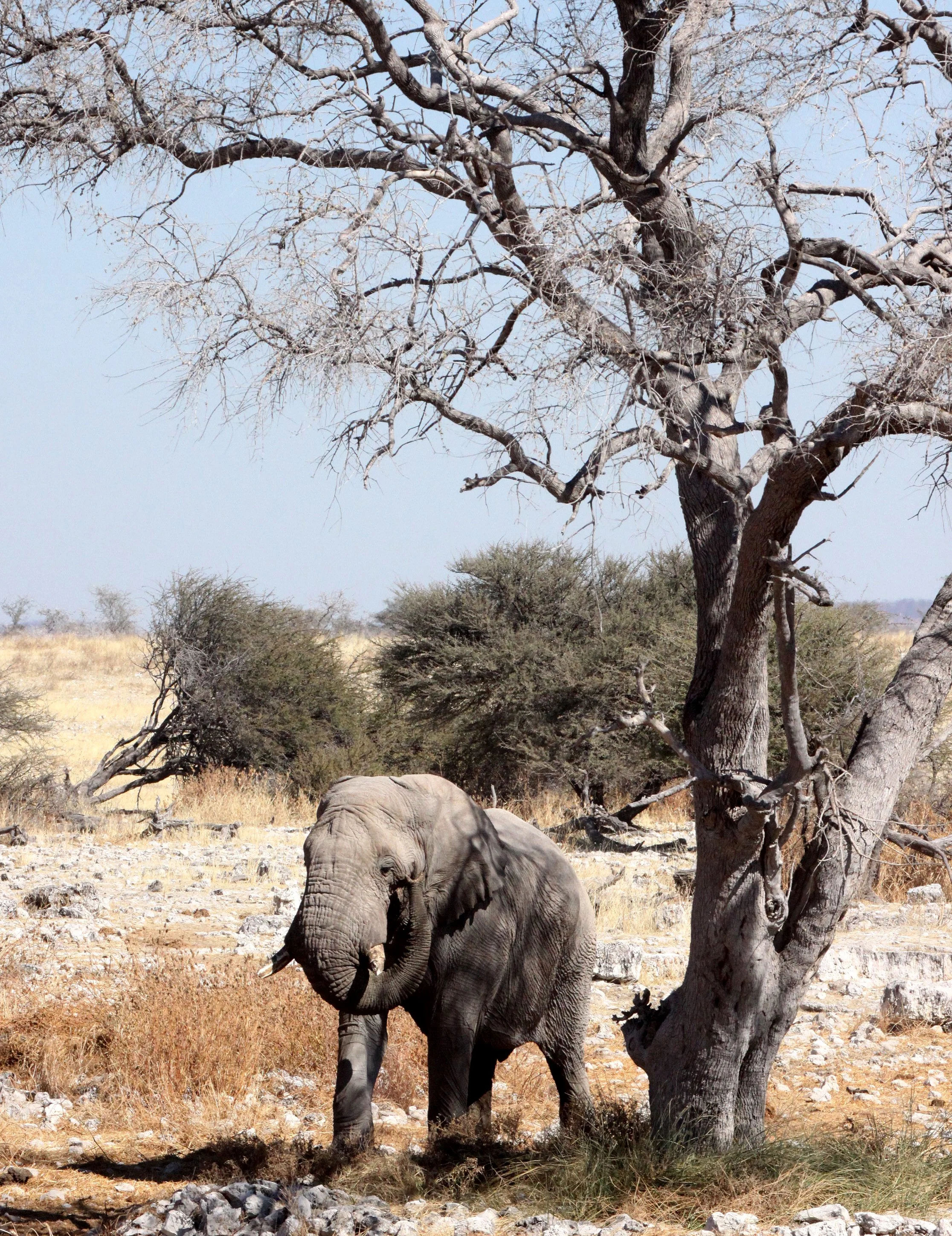 ELEPHANT - AFRICAN ELEPHANT - ETOSHA NATIONAL PARK NAMIBIA (115).JPG