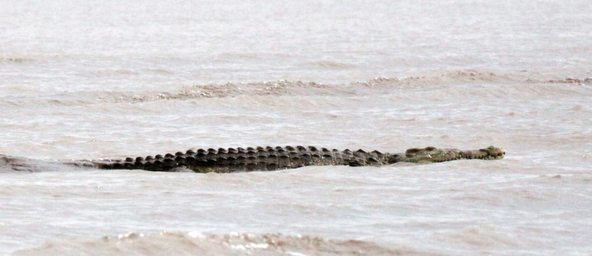 Ethiopian Nile Crocodile (Crocodylus niloticus niloticus) Nech Sar Ethiopia and other locations