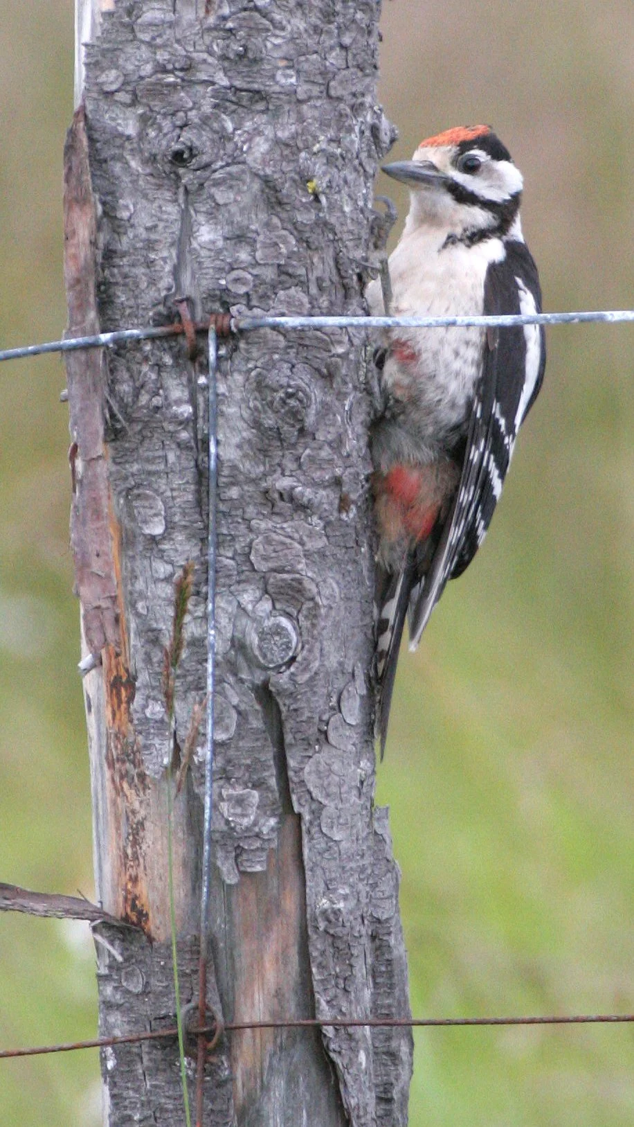 BIRD - WOODPECKER - GREAT SPOTTED - HORNOYA NORWAY (10).jpg