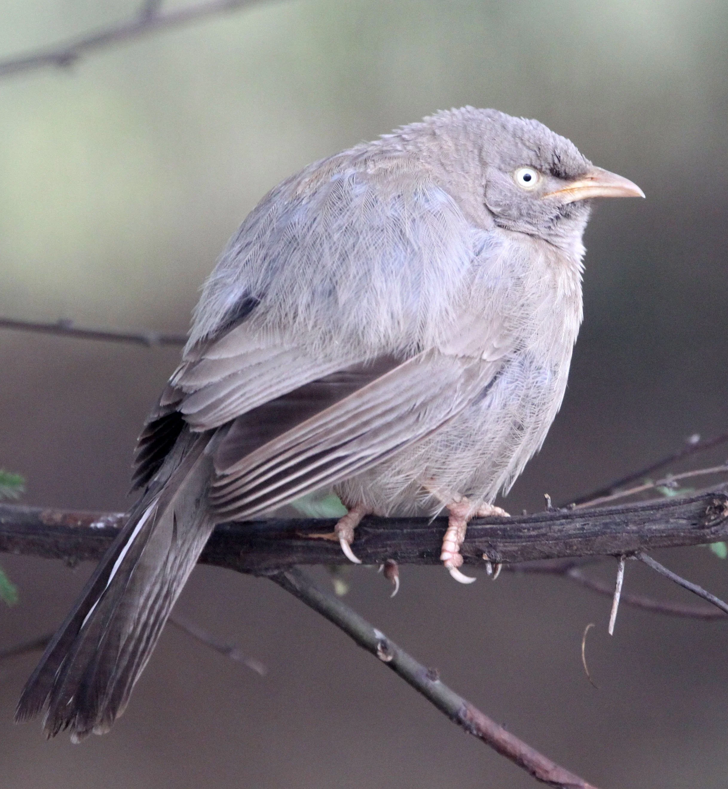 BIRD - BABBLER - JUNGLE BABBLER - CHAMBAL RIVER SANCTUARY INDIA (2).JPG