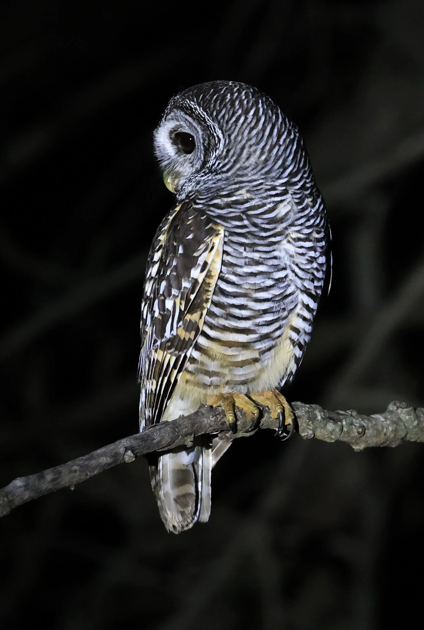 Chaco Owl (Strix chacoensis) Reserva Nueland  Selva Serena (2).jpg