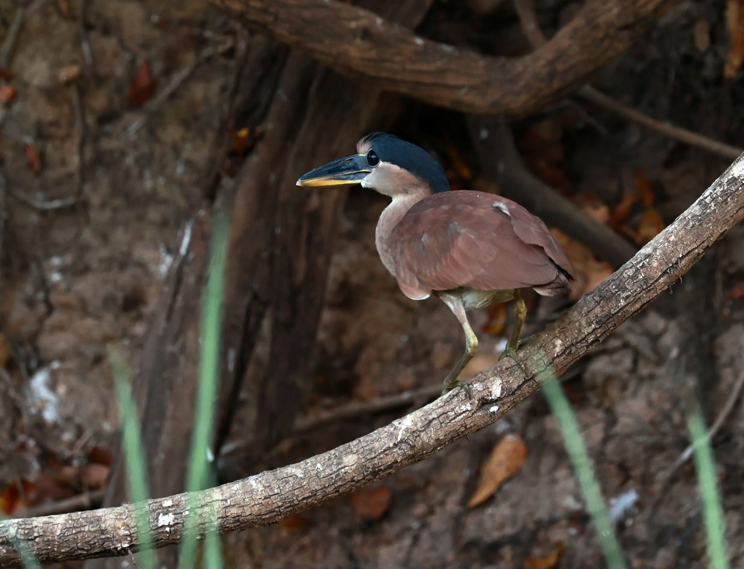 Heron - Boat-billed Heron - Cochlearius cochlearius - Pantanal, Encontro das Águas State Park, Porto Jo (18).jpg