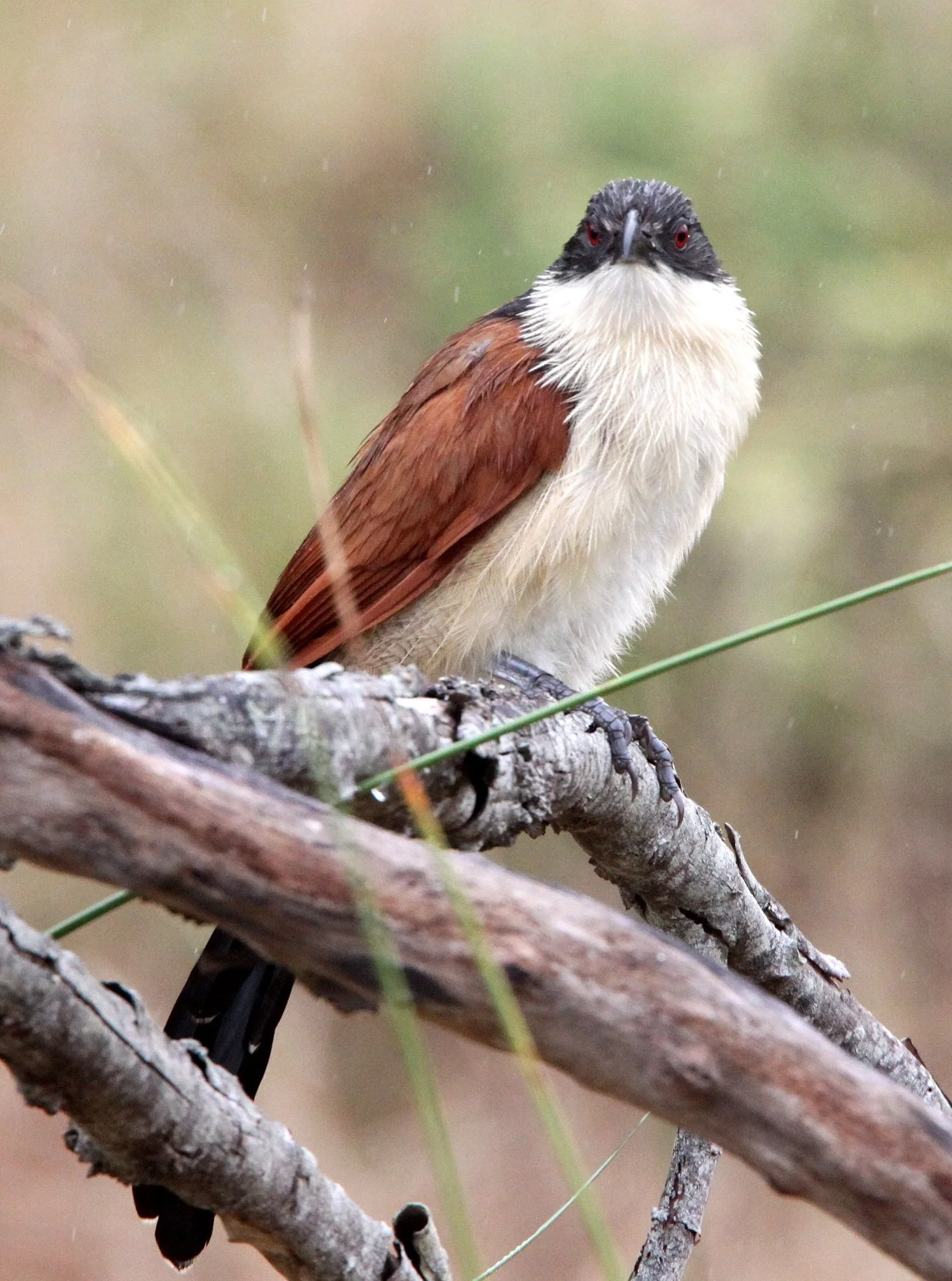 Burchell's Coucal (Centropus burchelli) Saint Lucia Reserve South Africa (6).JPG