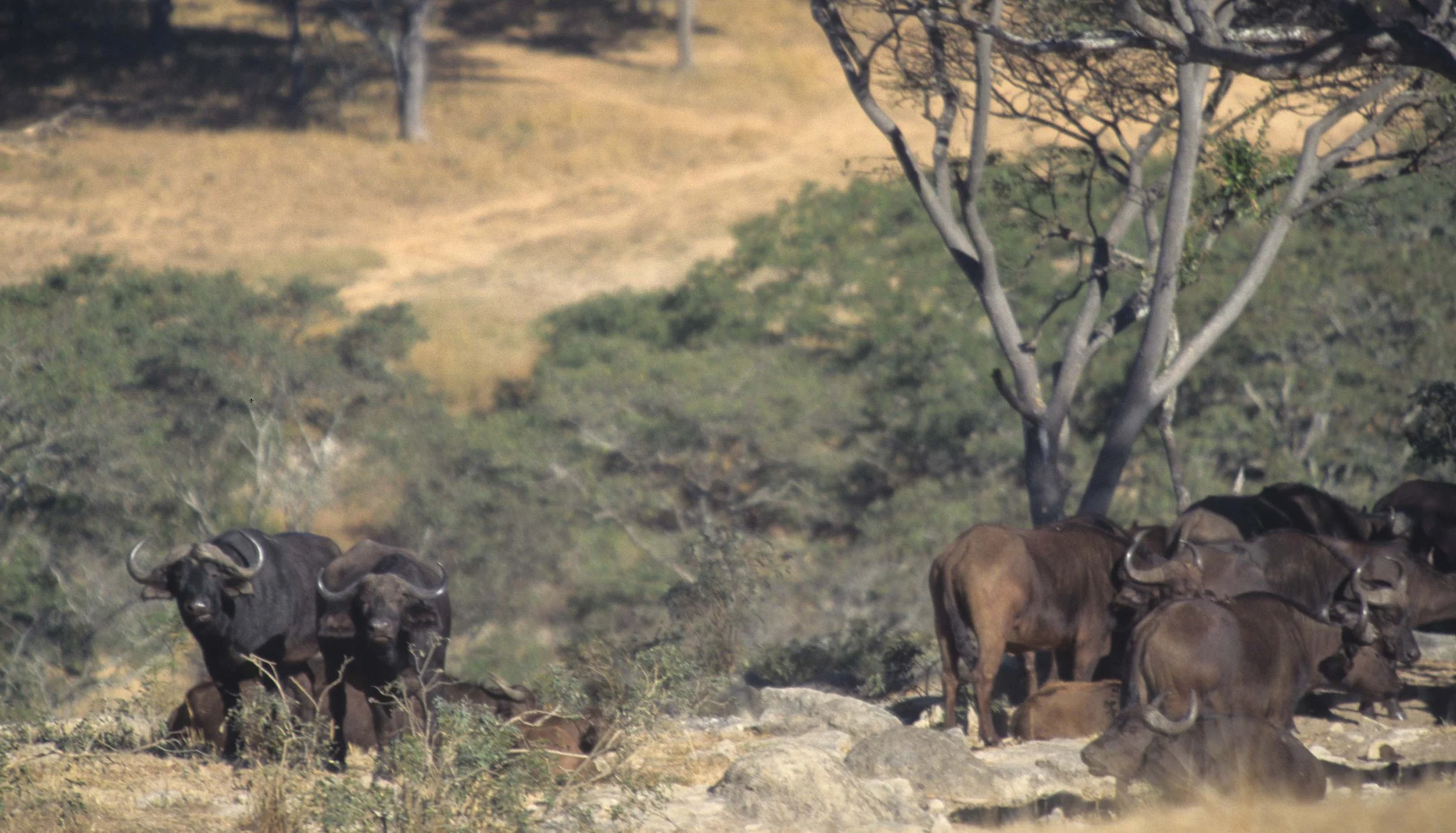 BOVID - CAPE BUFFALO- ZIMBABWE.jpg