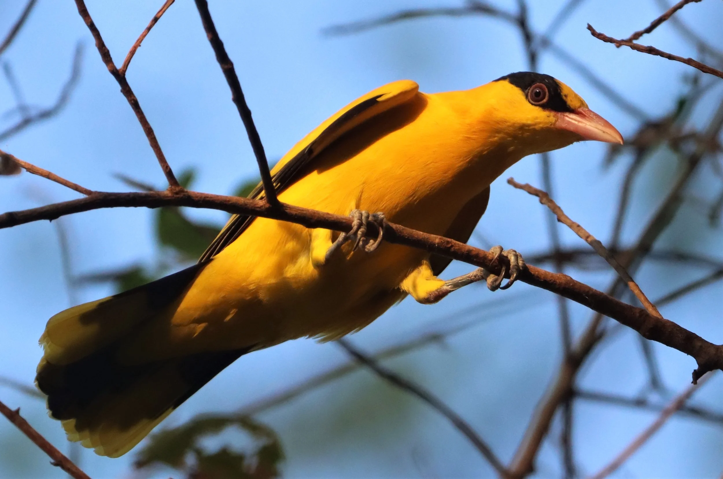 Black-napped Oriole (Oriolus chinensis) Rama 9 Park Bangkok (16).jpg