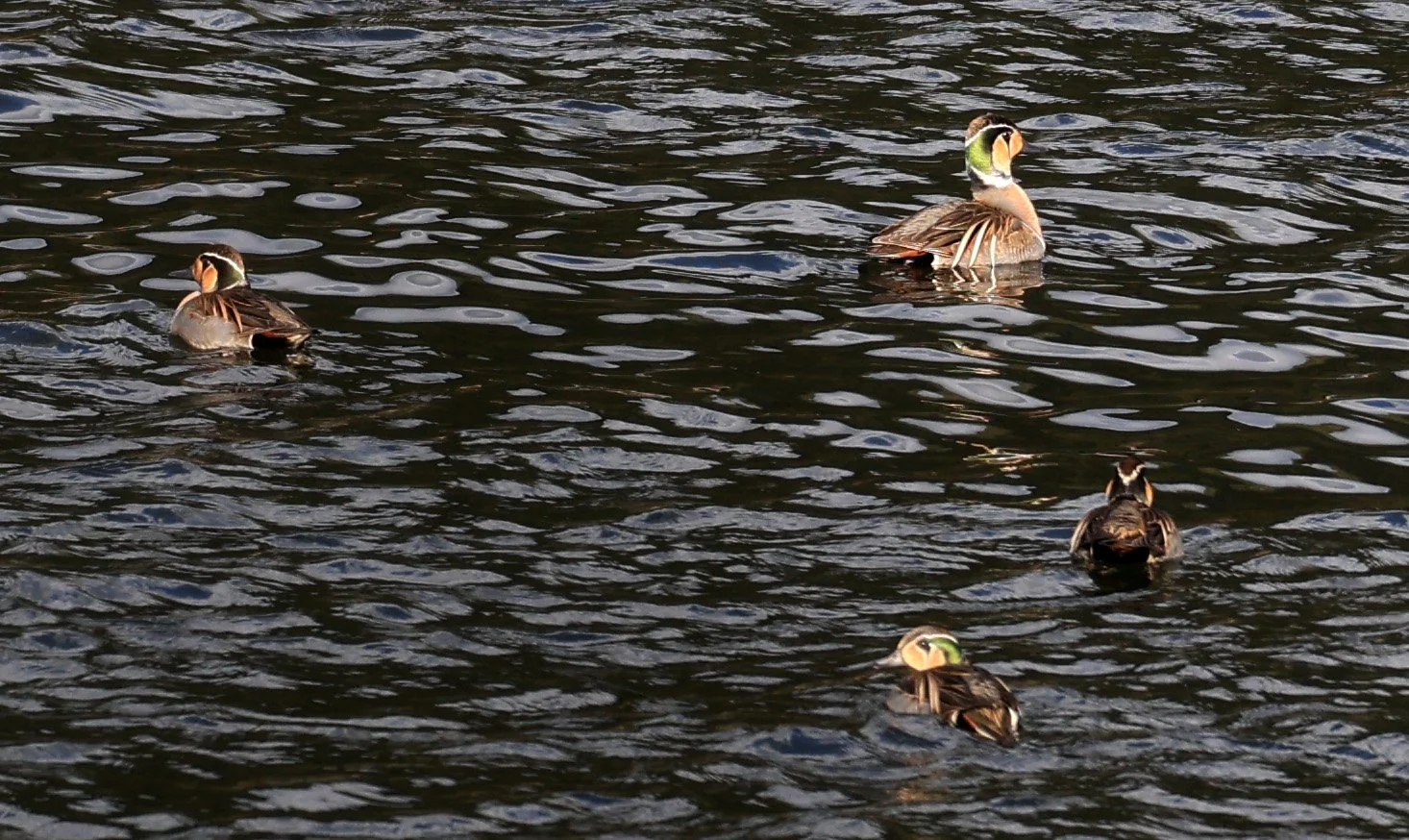 Baikal teal (Sibirionetta formosa) Takagawa Dam Lake, Kagoshima Japan (30).jpg