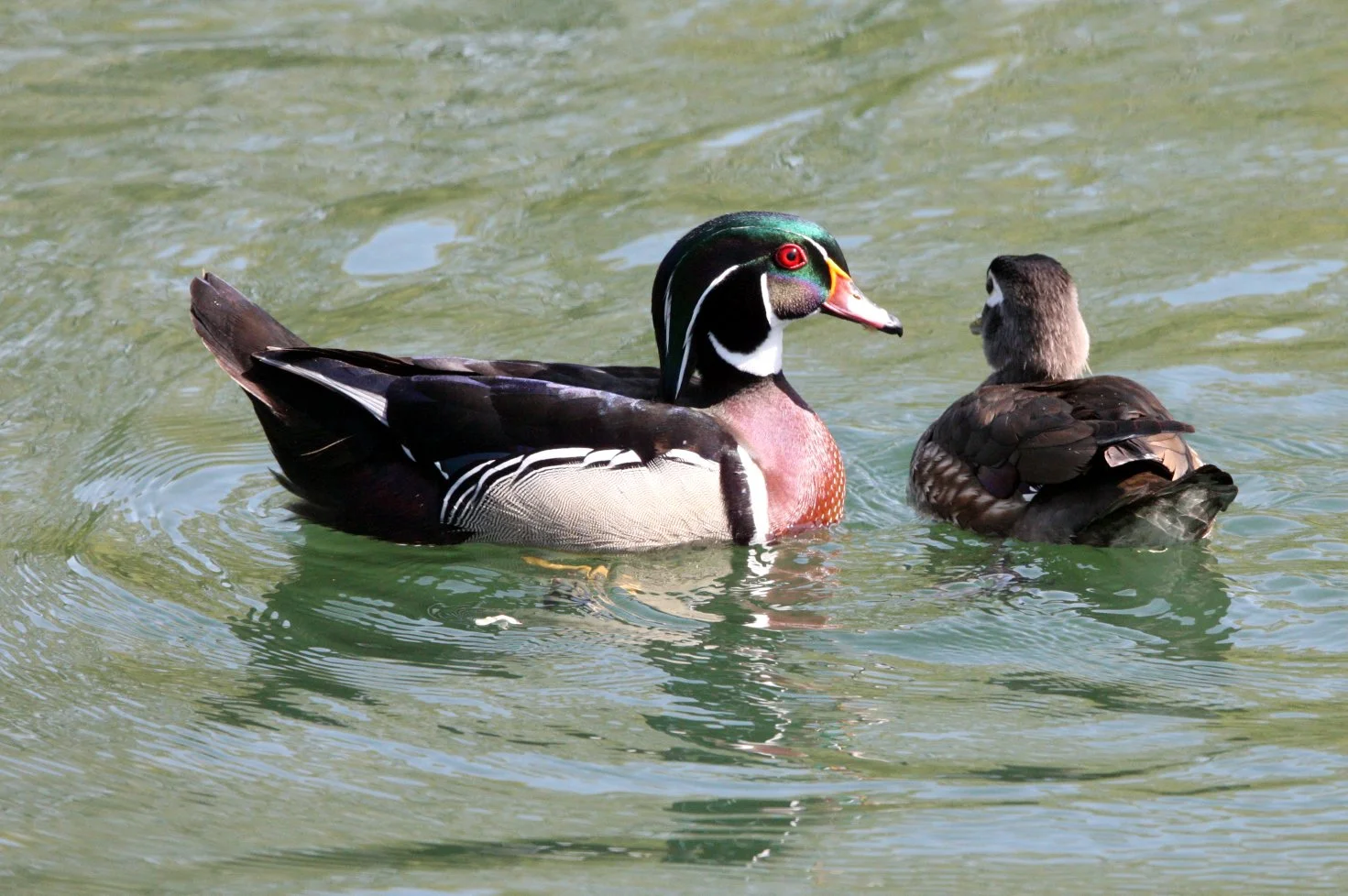 DUCK - WOOD DUCK - Aix sponsa - SACRAMENTO CALIFORNIA (4).JPG