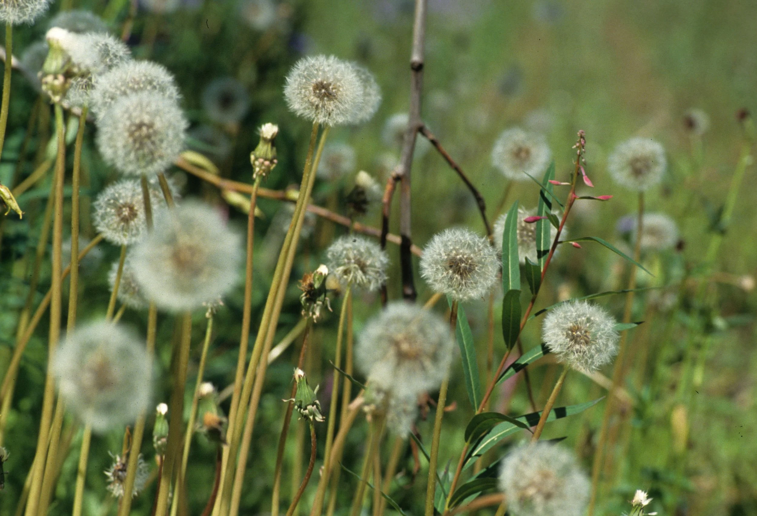 ALASKA - DANDELION.jpg