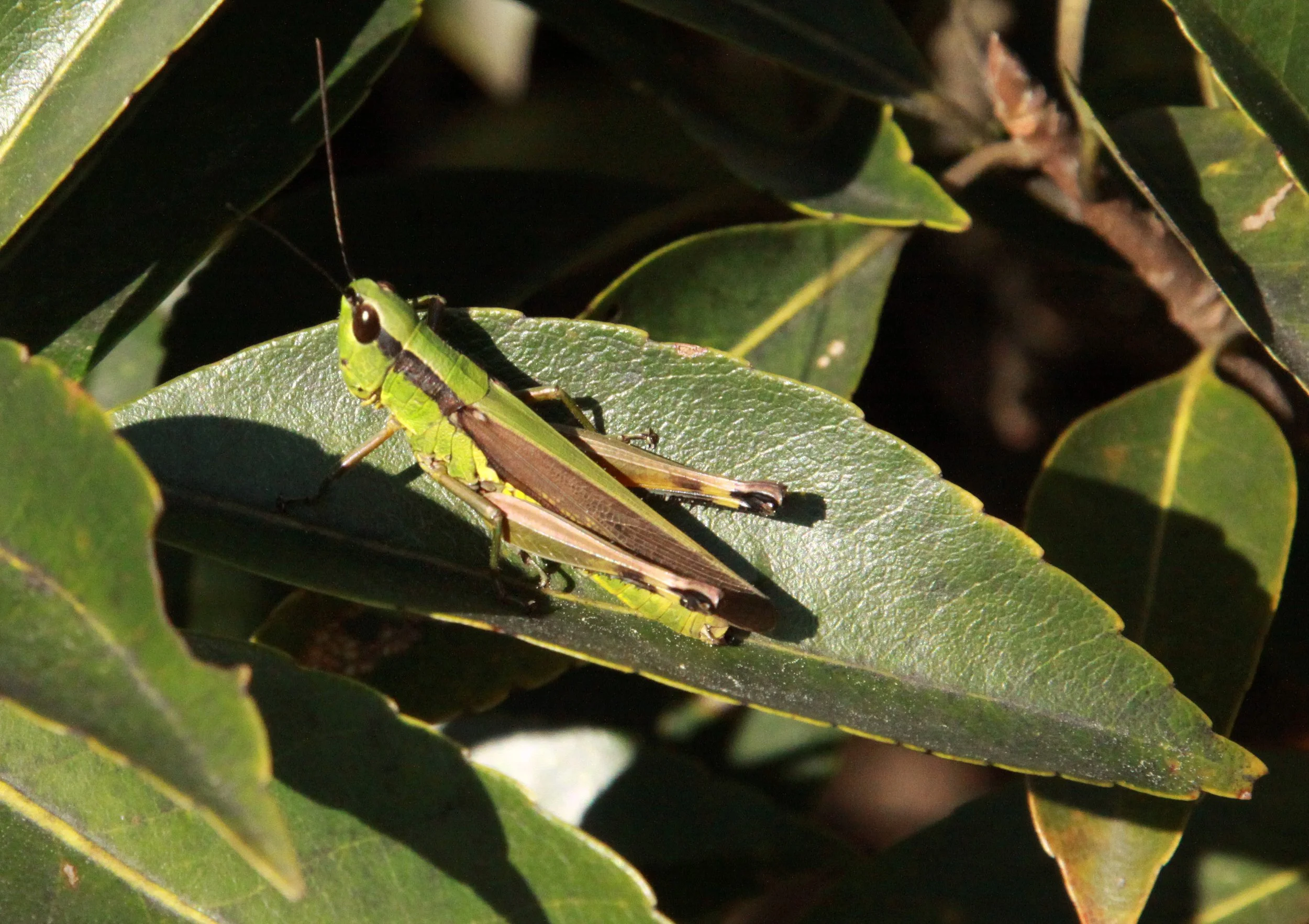 Acrididae species 28 - Meishuashan China (1).JPG