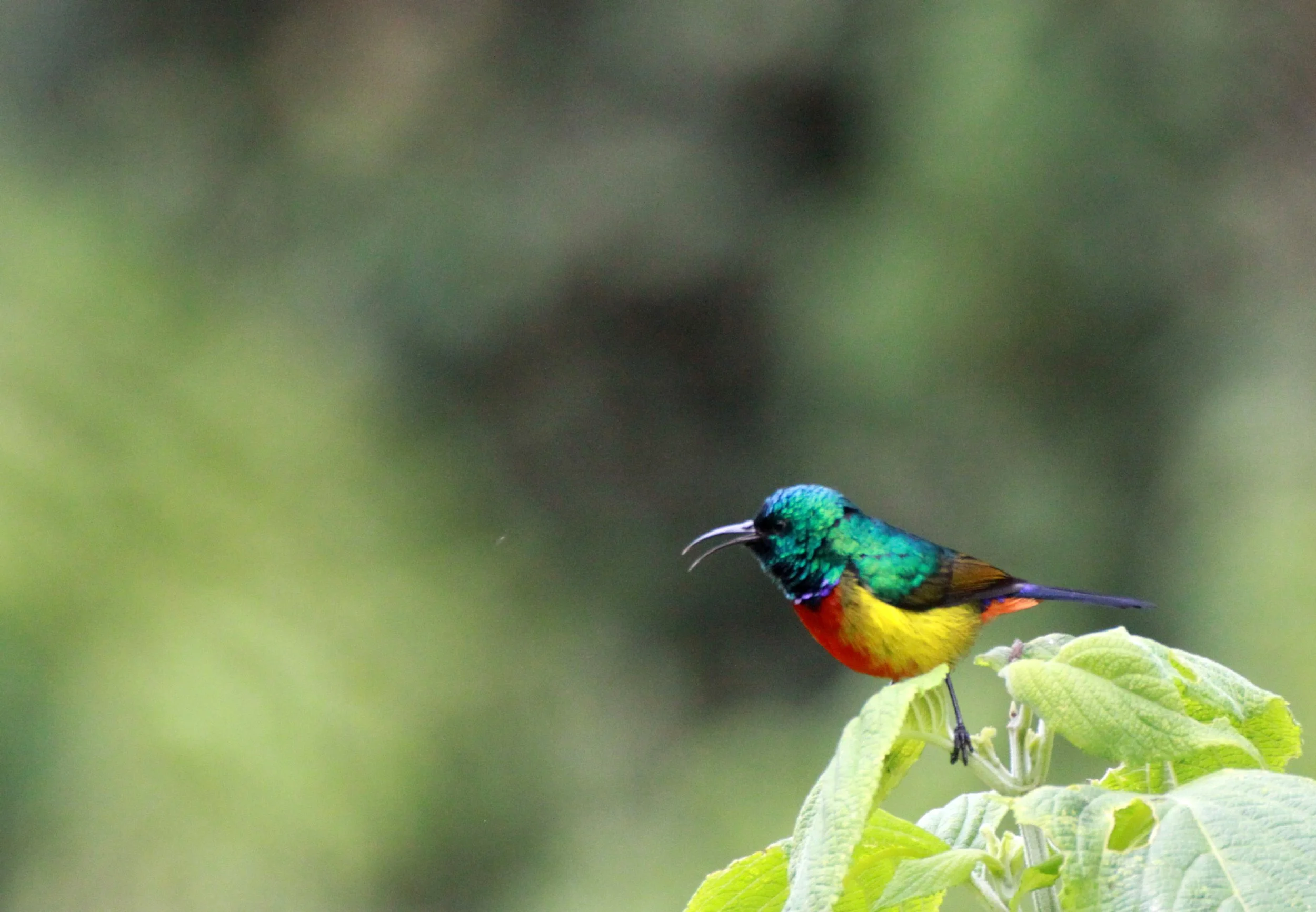 Regal Sunbird (Cinnyris regius) - RWENZORI NATIONAL PARK UGANDA (13).JPG