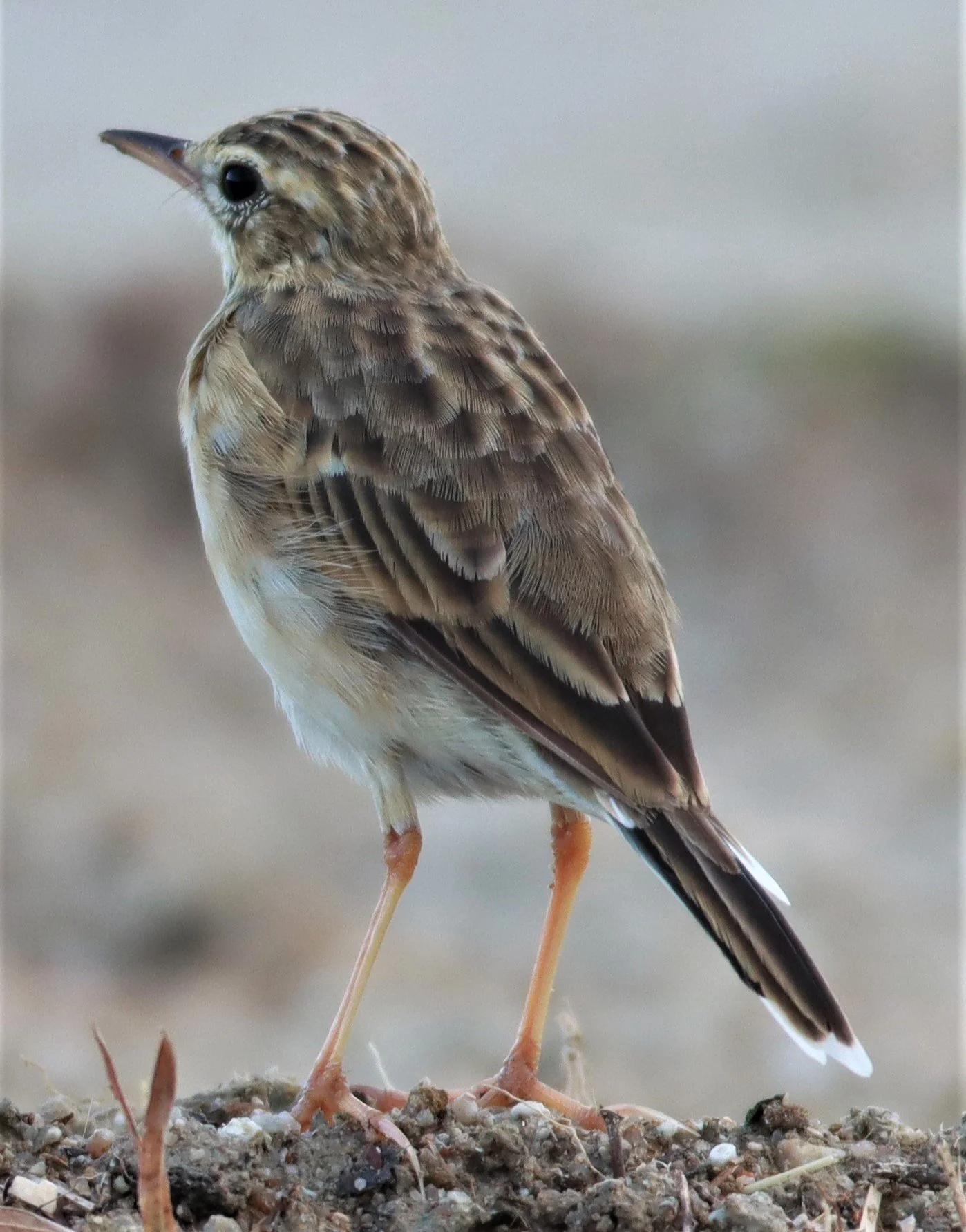 Paddyfield Pipit (Anthus rufulus) PRACHUAP KHIRI KHAN AREA (15).jpg