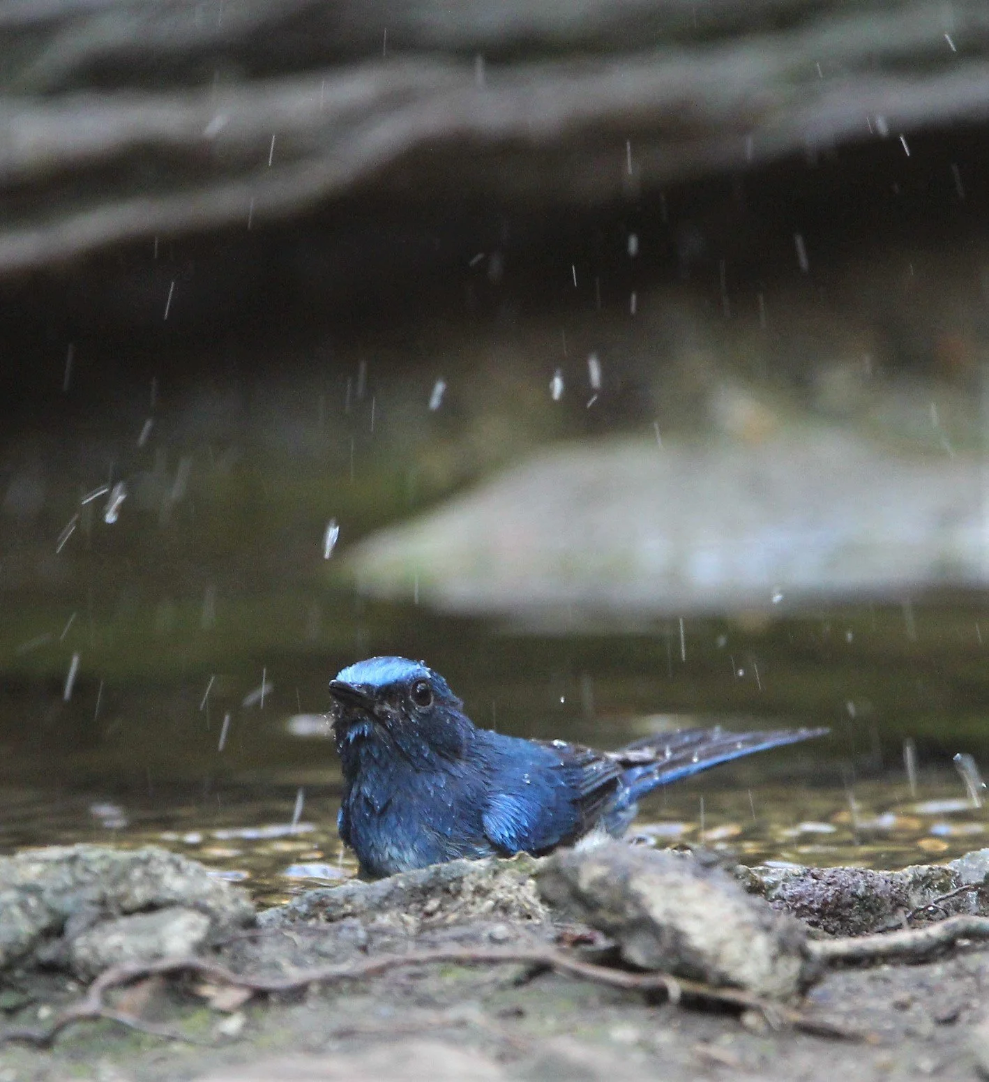 FLYCATCHER - HAINAN BLUE FLYCATCHER - Cyornis hainanus - LUNG SIN HIDE, KAENG KRACHAN AREA J (9).jpg