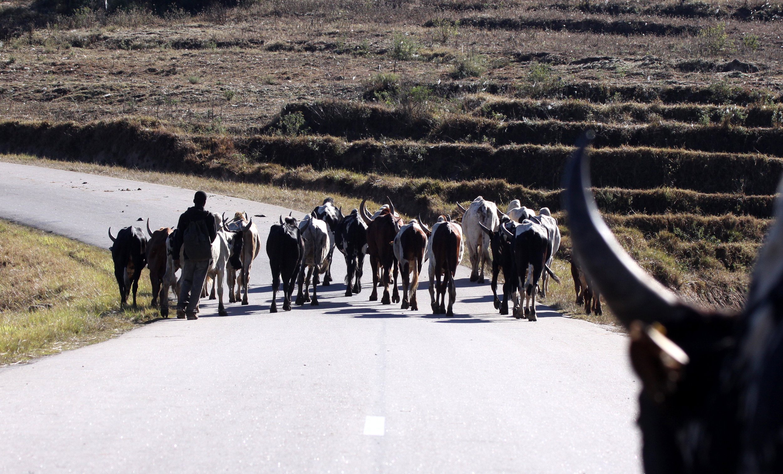 CENTRAL HIGHLANDS - CATTLE DRIVE (2).JPG