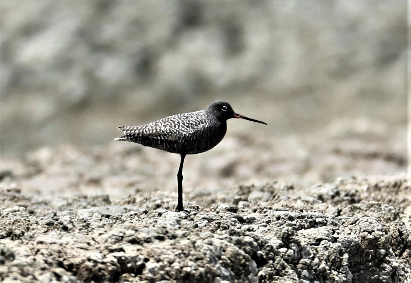 REDSHANK - SPOTTED REDSHANK - Tringa erythropus - CHACHOENGSAO SALT PONDS SALT CAFE MAY 7 2022 (55).jpg