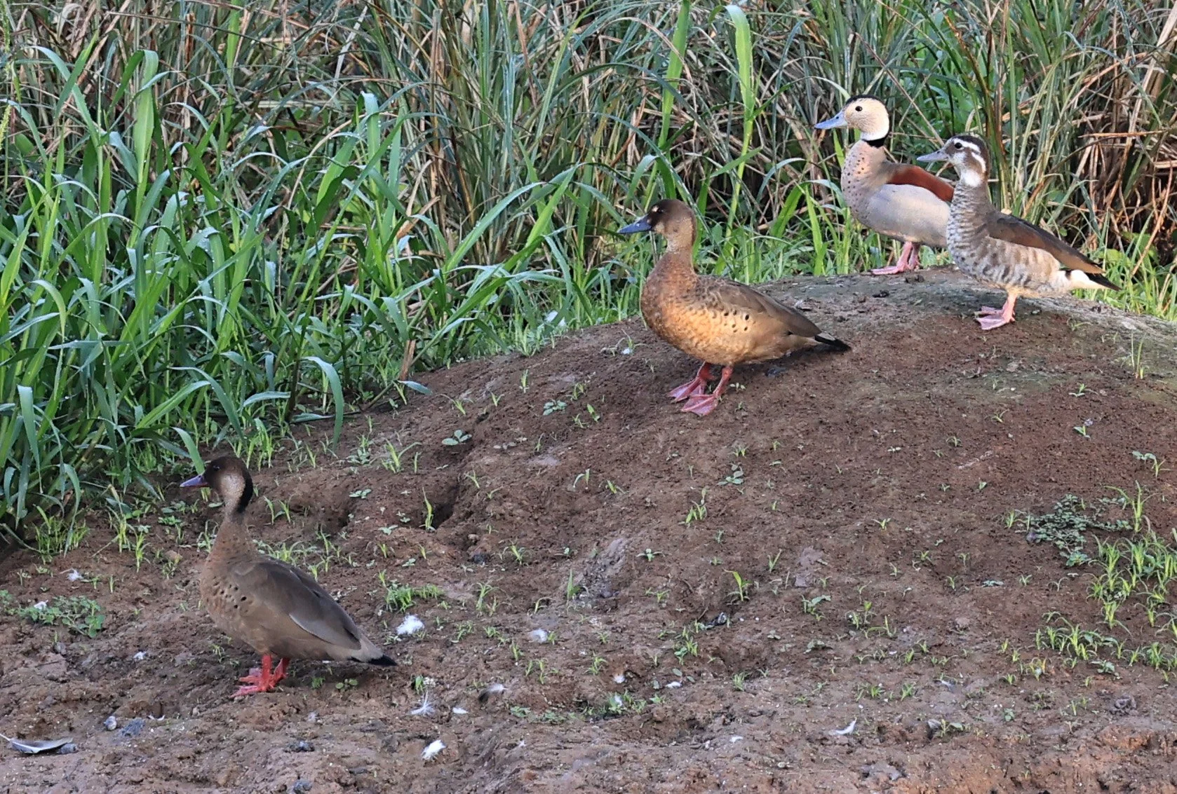 Ringed Teal (Callonetta leucophrys) Hotel Iparoma Campestre Paraguay (29).jpg