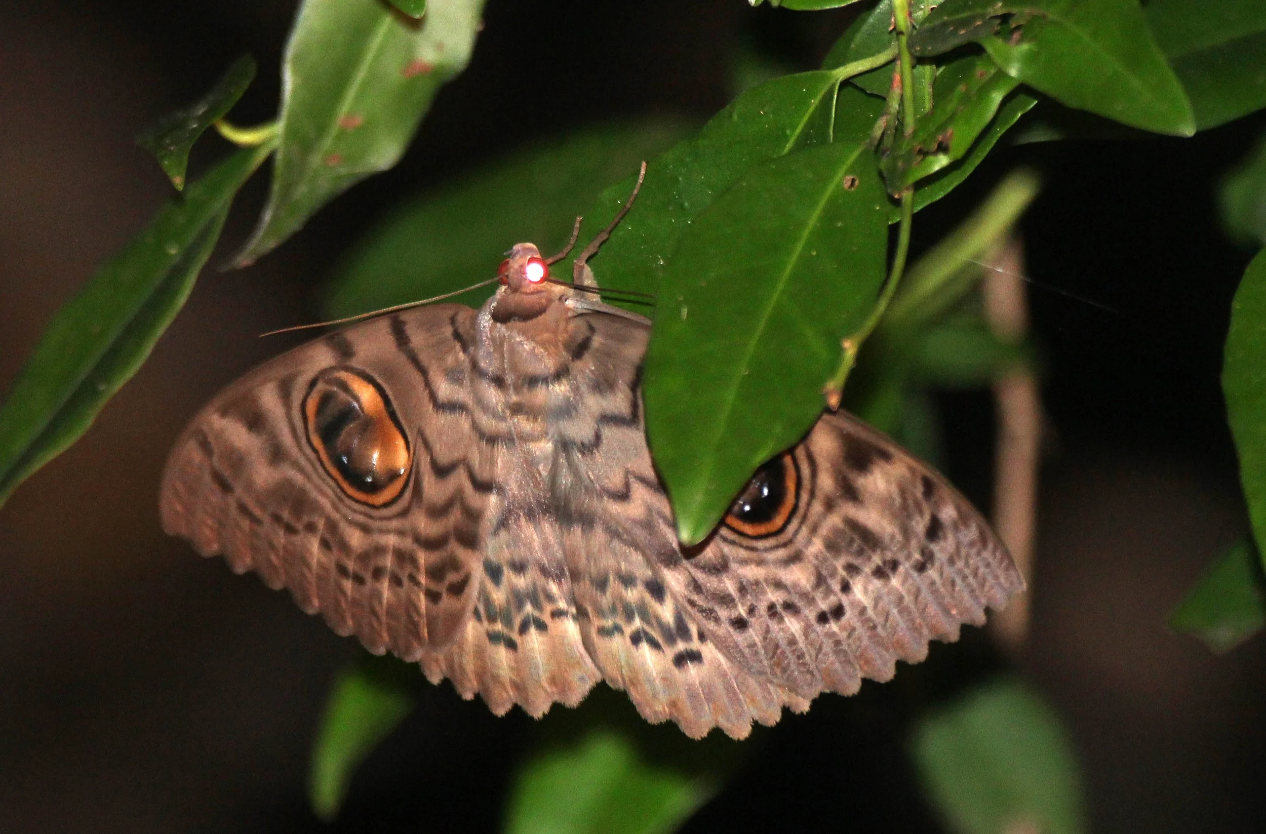 Noctuidae - Erebus macrops - Srigiriya Forest, Sri Lanka