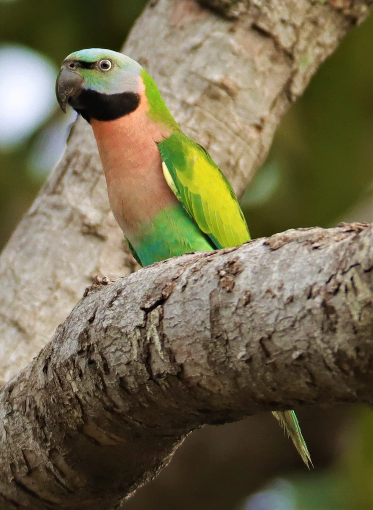 PARAKEET - RED-BREASTED PARAKEET - Psittacula alexandri - WAT SUAN YAI NONTHABURI (15).jpg