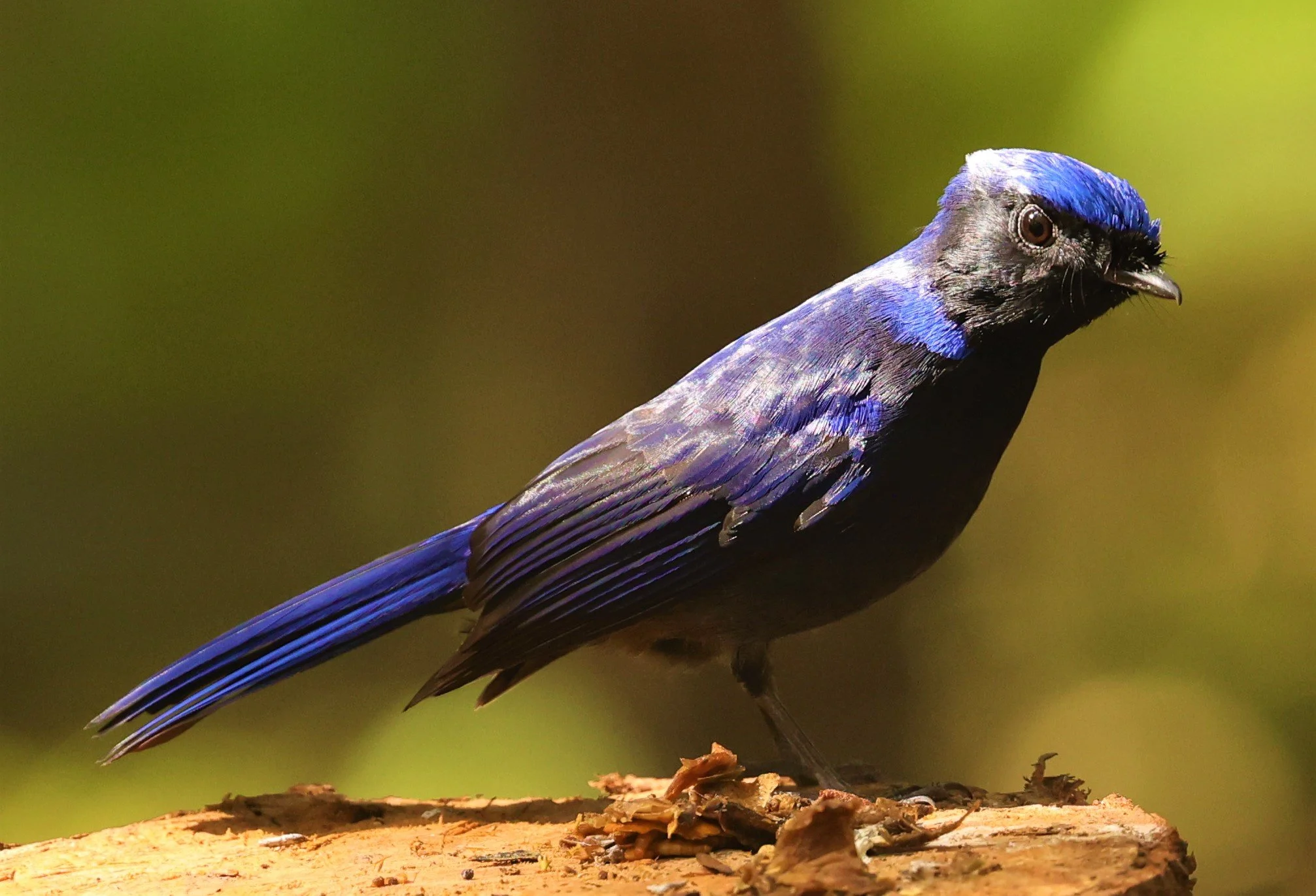 NILTAVA - SMALL NILTAVA - Niltava macgrigoriae - DOI ANG KHANG CHIANG MAI (16).jpg