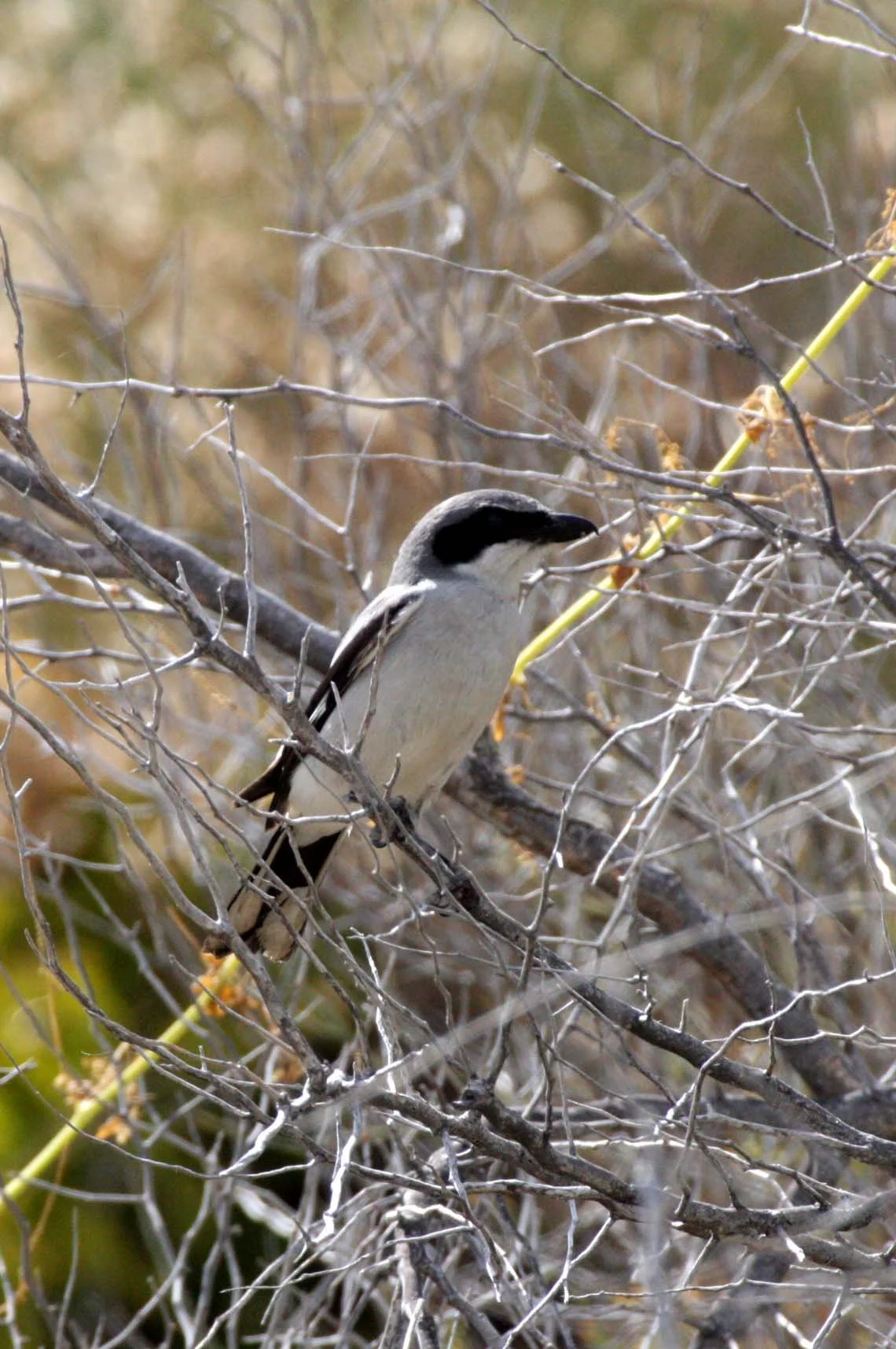 Loggerhead Shrike (Lanius ludovicianus) Isla Catalina Baja Mexico (13).JPG