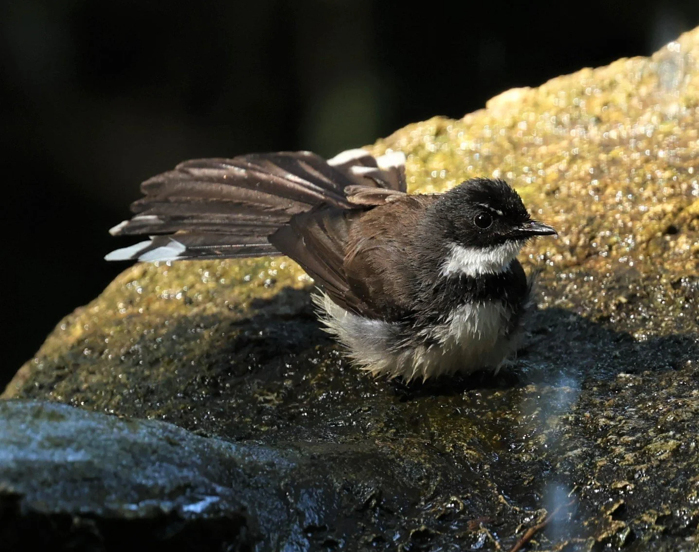 FANTAIL - PIED FANTAIL - Rhipidura javanica - WAT THAM PRATHUM CHONBURI JAN 30 2022 (2).jpg