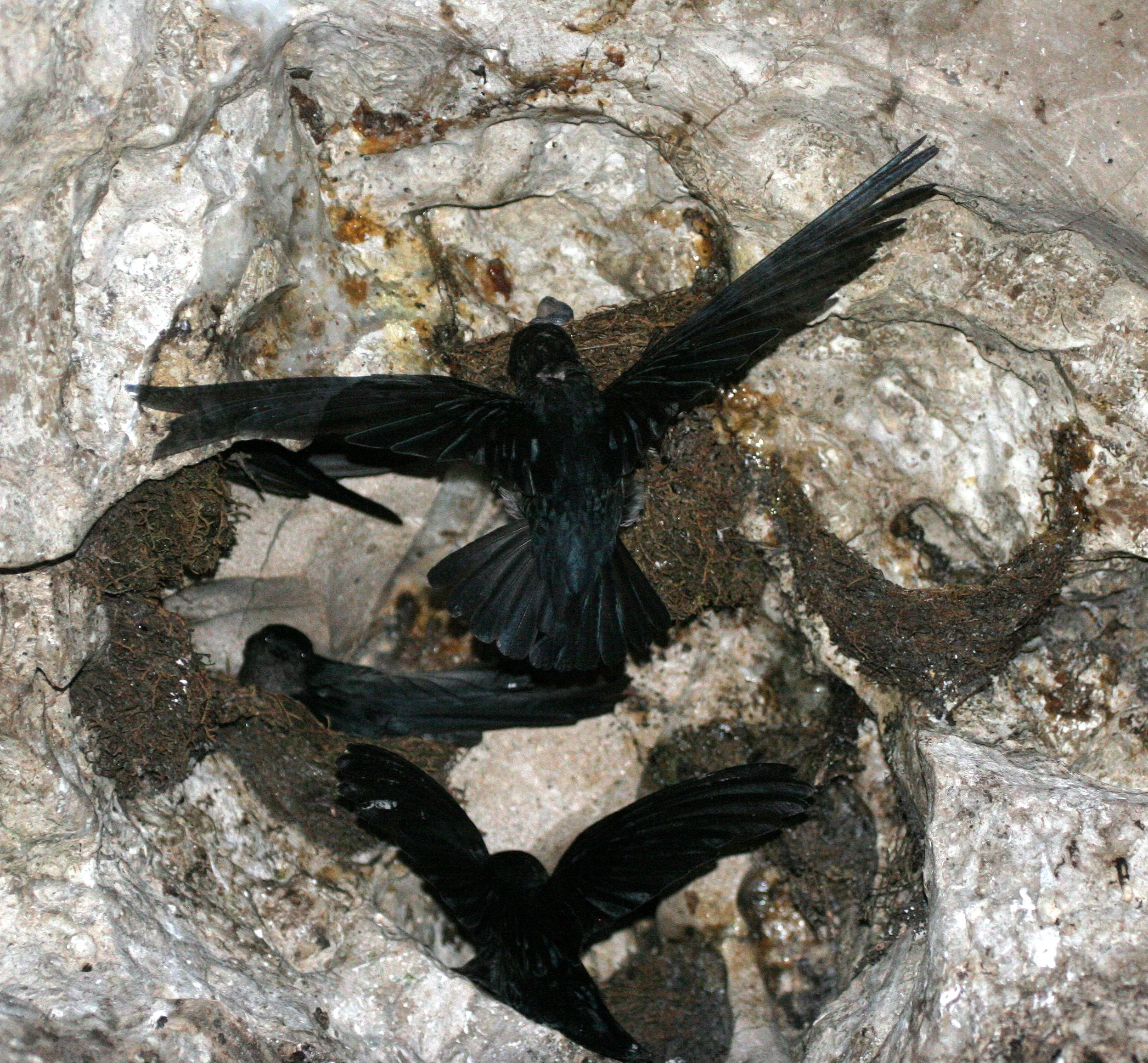 Black-nest Swiftlet (Collocalia maxima) Gamontong Caves Borneo (11).JPG