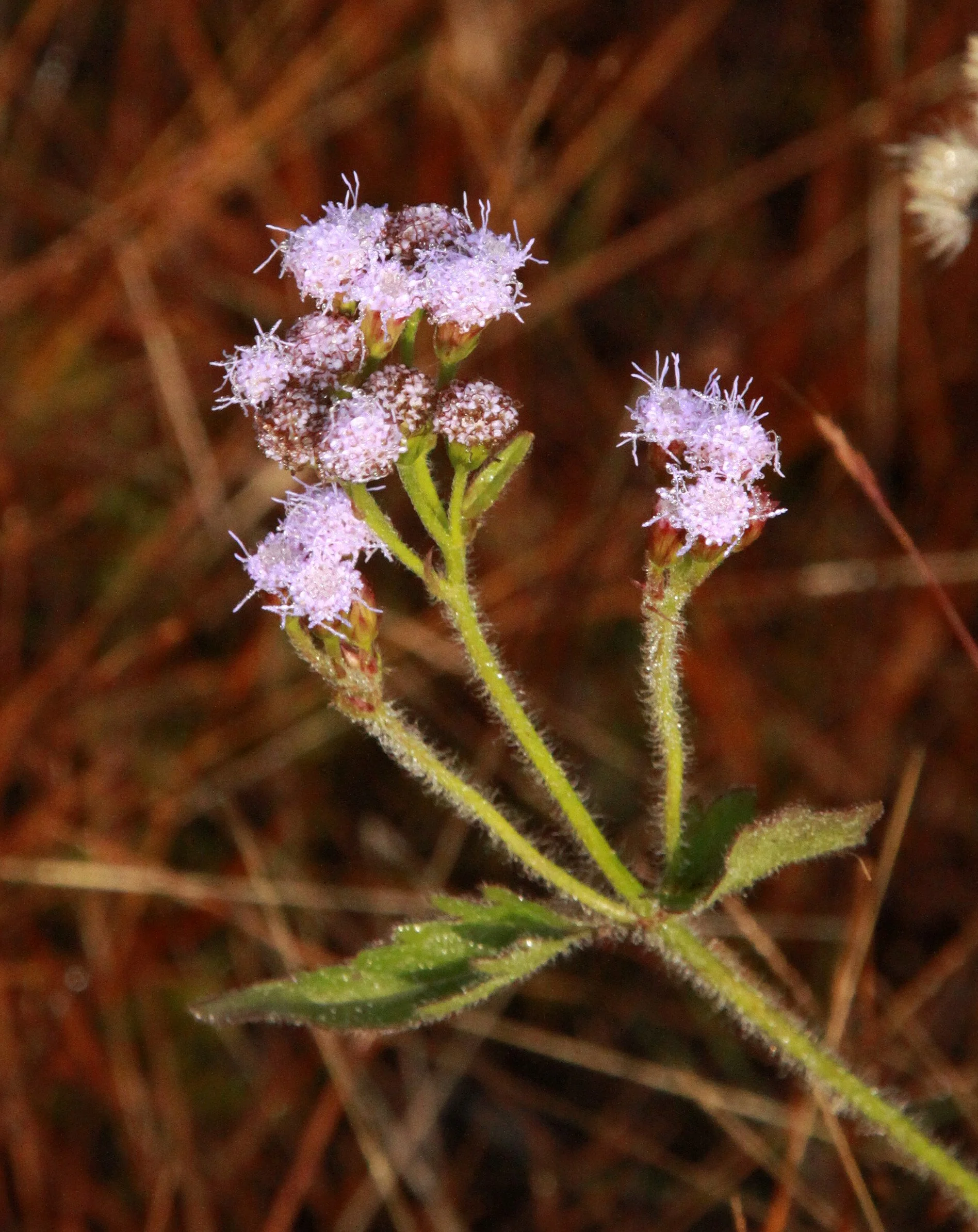 MEIHUASHAN - FUJIAN CHINA (72).JPG