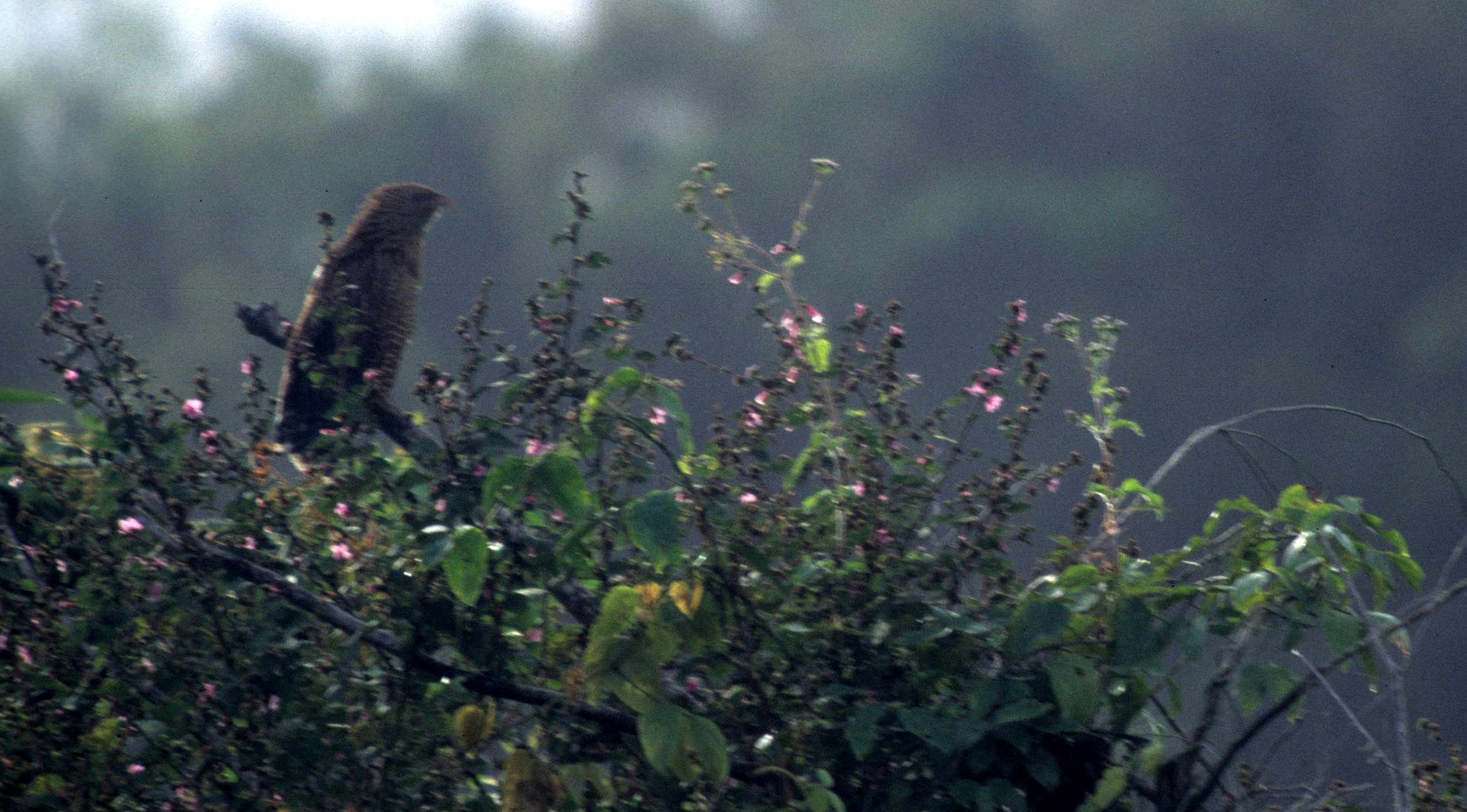 BIRD - HARRIER - SPOTTED - KAKADU NP AUSTRALIA.jpg