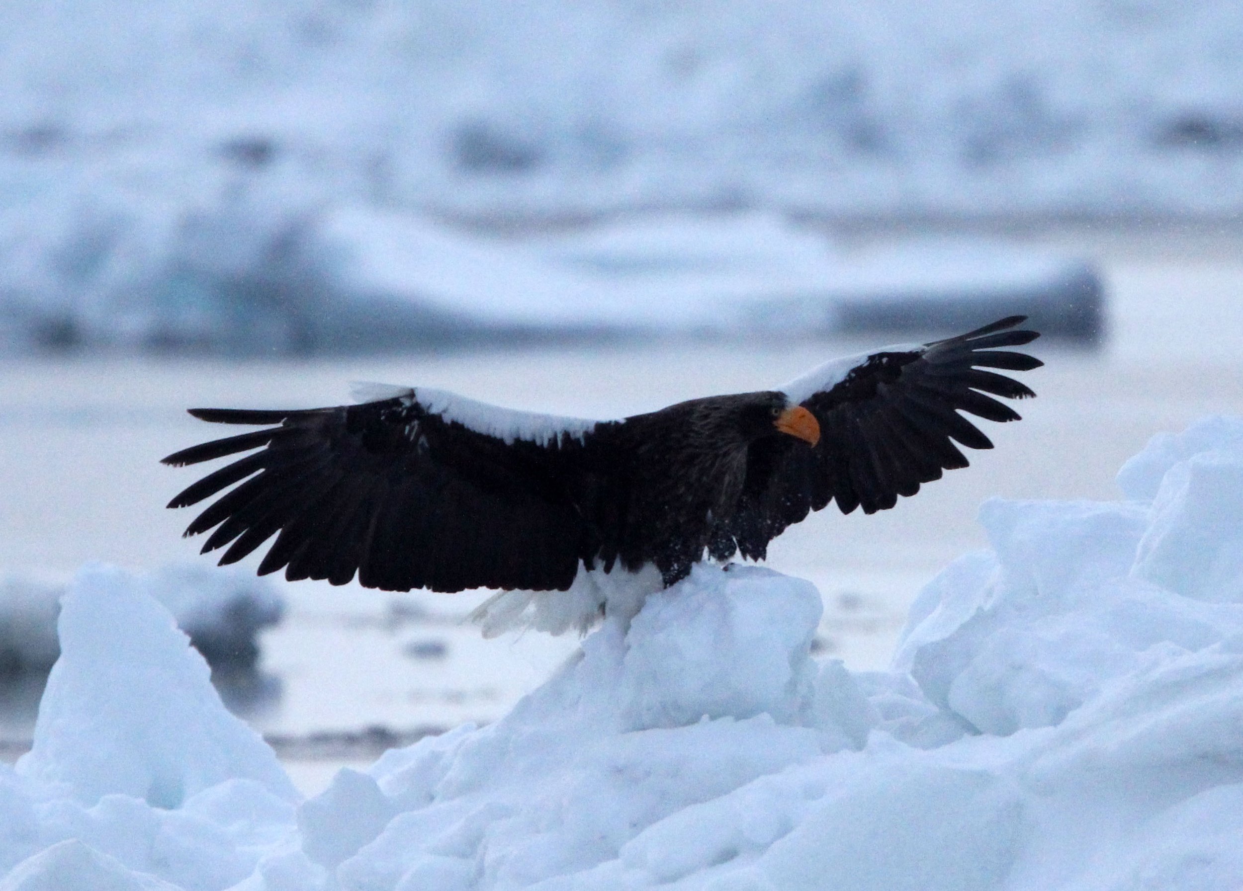 Haliaeetus pelagicus - STELLER'S SEA EAGLE - RAUSU, SHIRETOKO PENINSULA, HOKKAIDO JAPAN (127).JPG