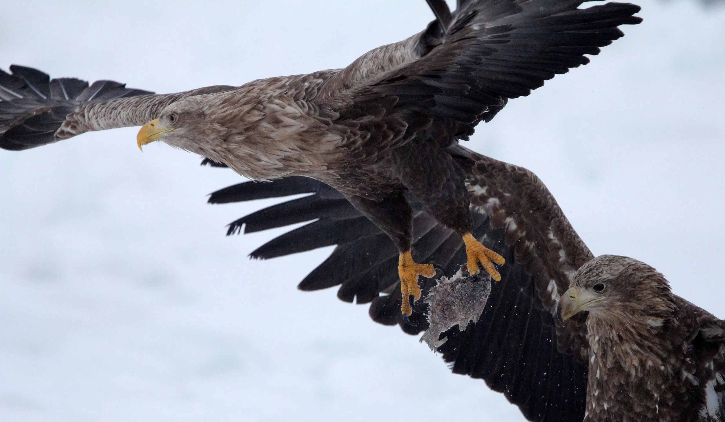 Haliaeetus albicilla - WHITE-TAILED EAGLE - RAUSU, SHIRETOKO PENINSULA, HOKKAIDO JAPAN (270).JPG