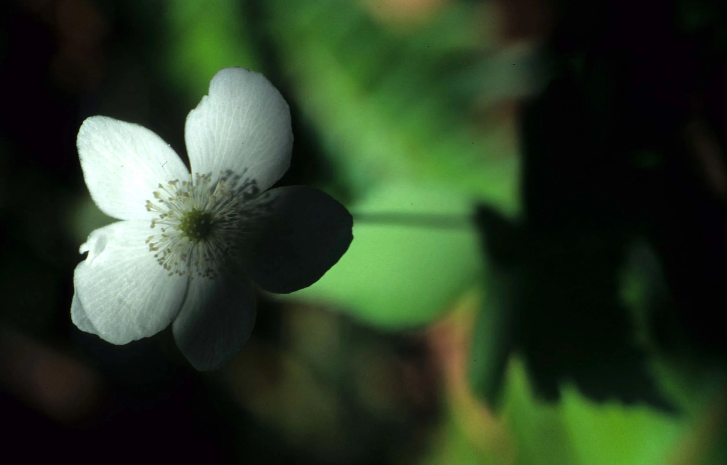 CALIFORNIA - REDWOODS NP - RIBES SPECIES B.jpg