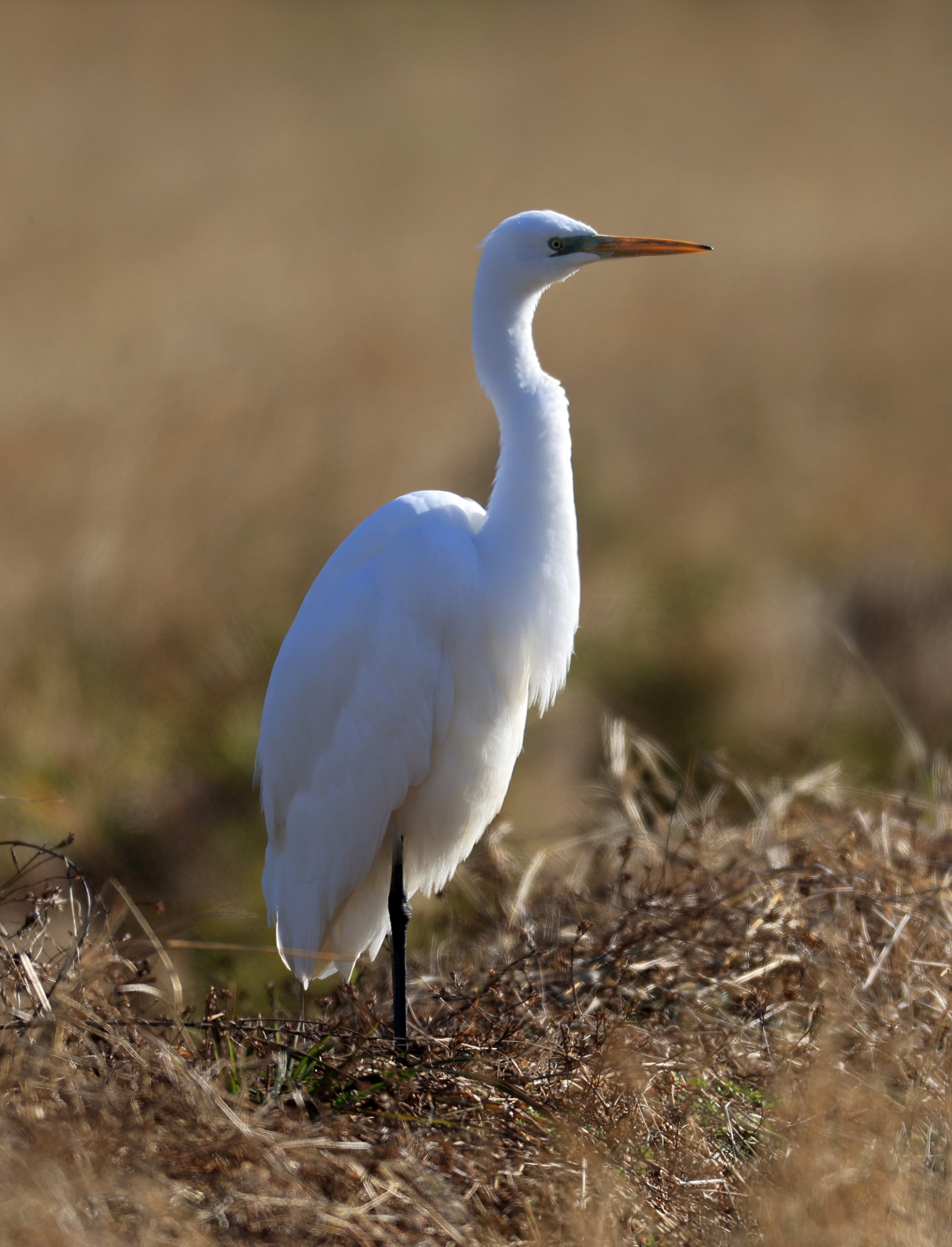 Eastern Great Egret (Subspecies Ardea alba modesta) Izumi Crane Center and Fields Izumi Kagoshima Japan (112).jpg