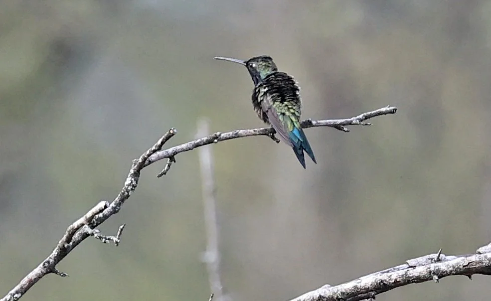 Blue-tufted Starthroat (Heliomaster furcifer) Selva Serena Natural Reserve (19).jpg