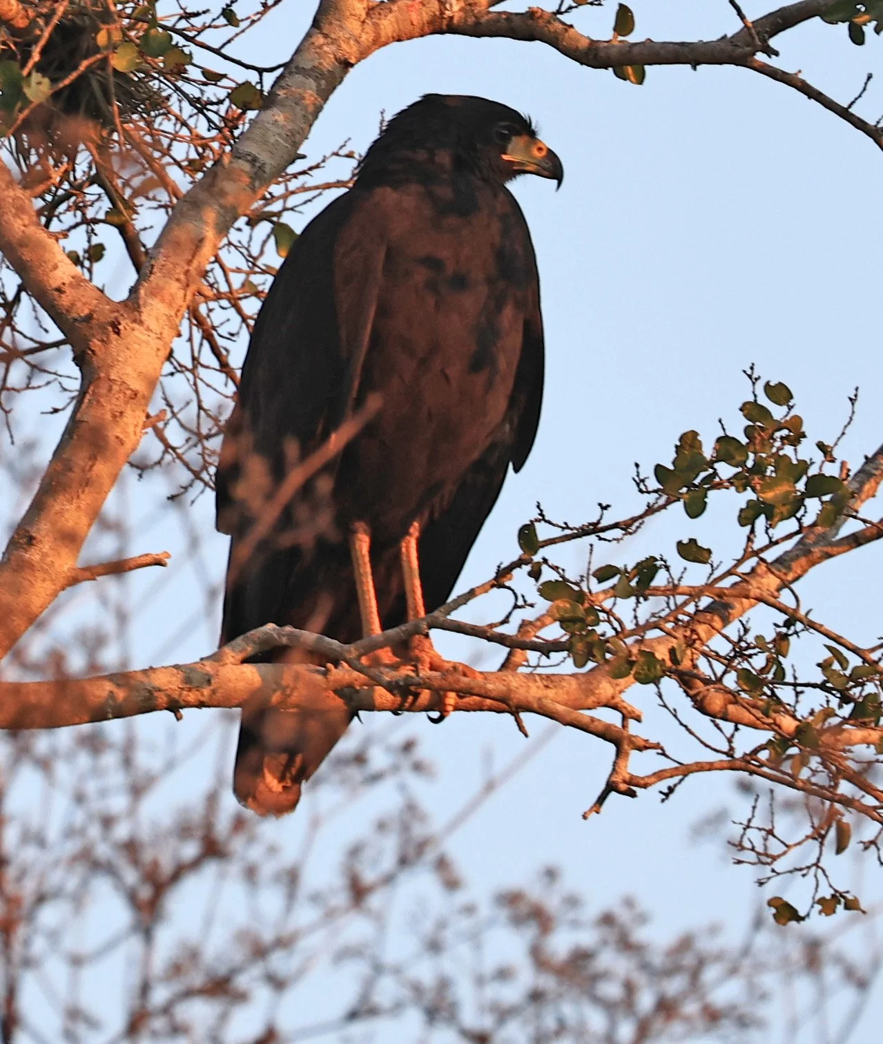 Zone-tailed Hawk (Buteo albonotatus) Agua Dulce Paraguay (1).jpg