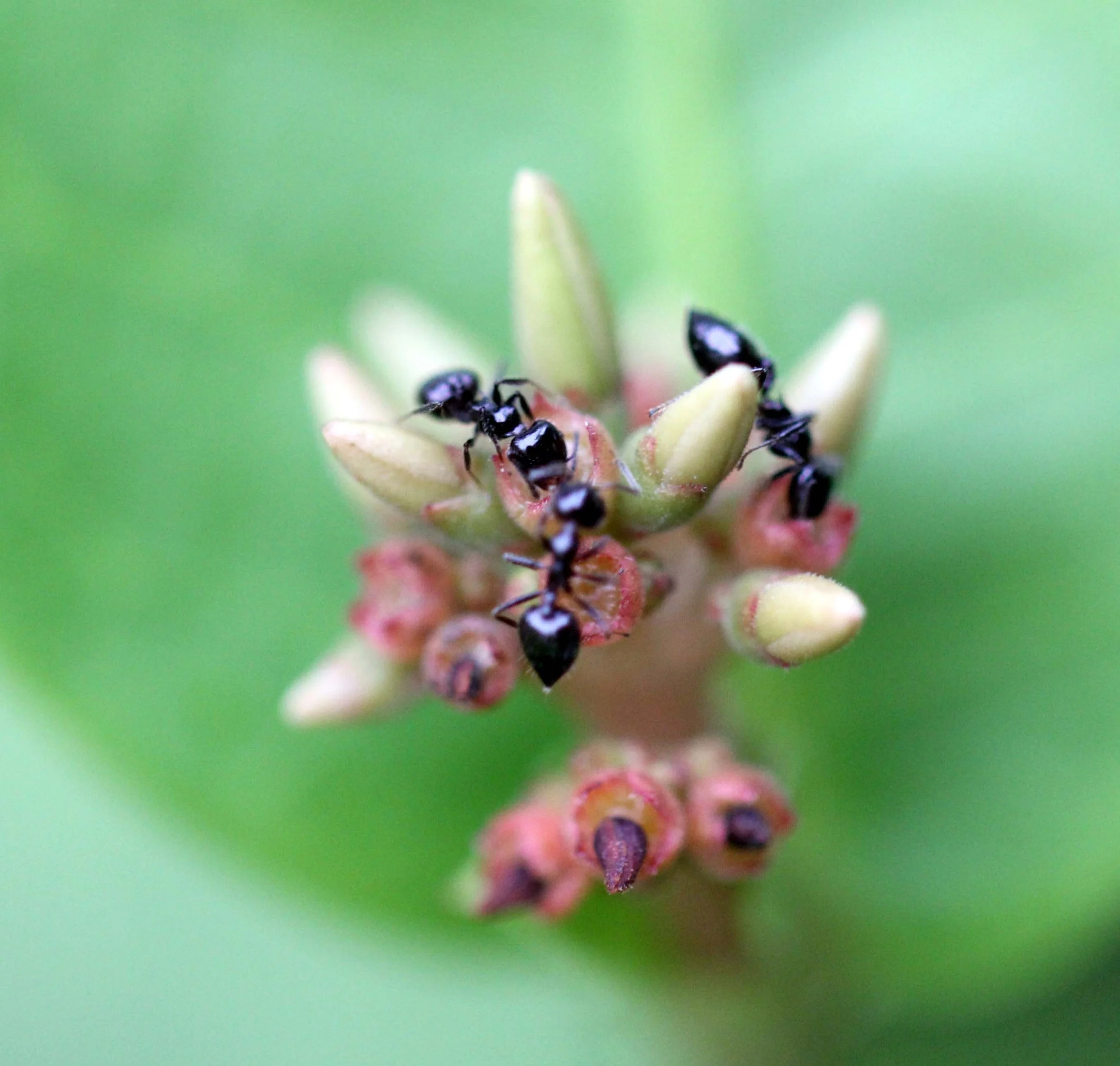 2013 in Nakhonsithammarat and some Krabi with Family (79).JPG