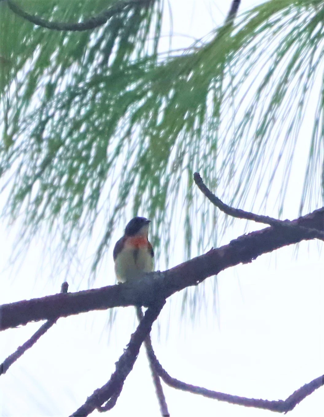 FLOWERPECKER - FIRE-BREASTED FLOWERPECKER - Dicaeum ignipectus - DOI ANG KANG CHIANG MAI (12).jpg