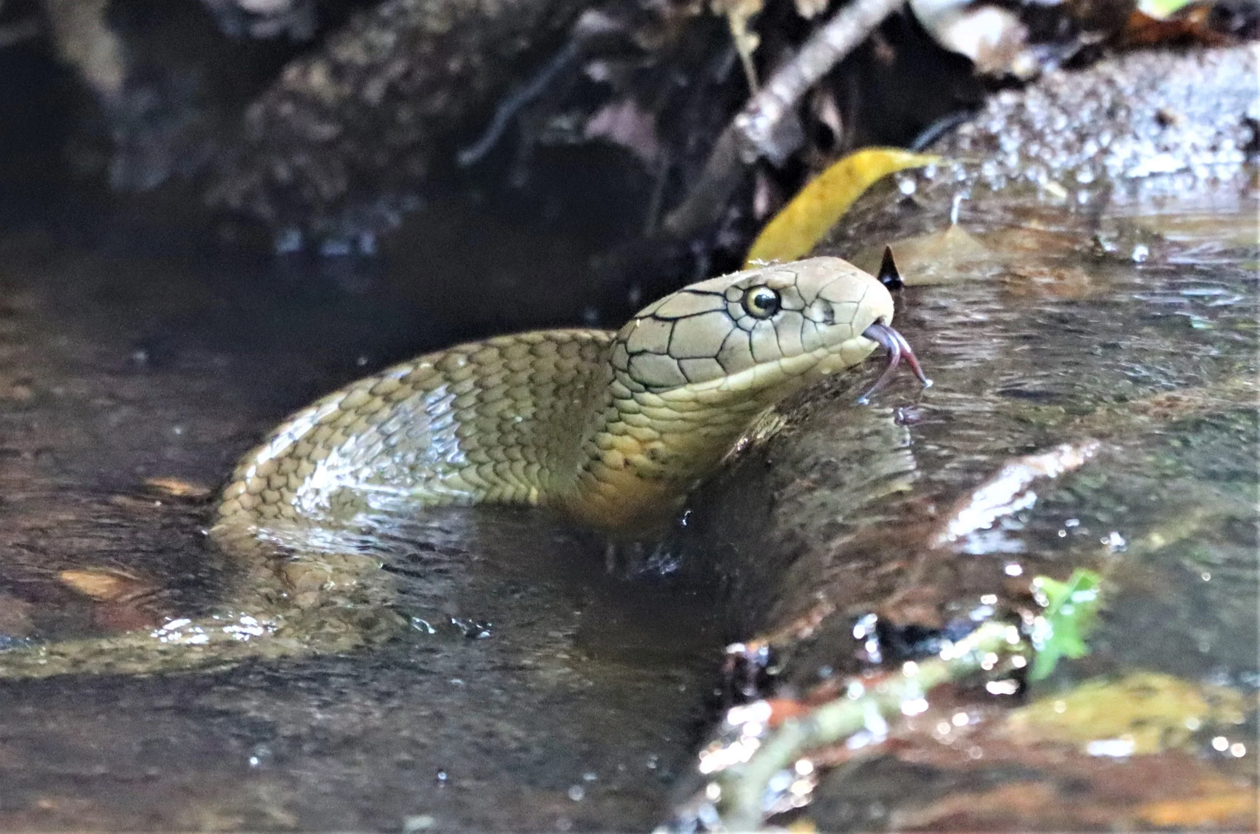 Ophiophagus hannah - KING COBRA - KHAO YAI NATIONAL PARK THAILAND (7).jpg
