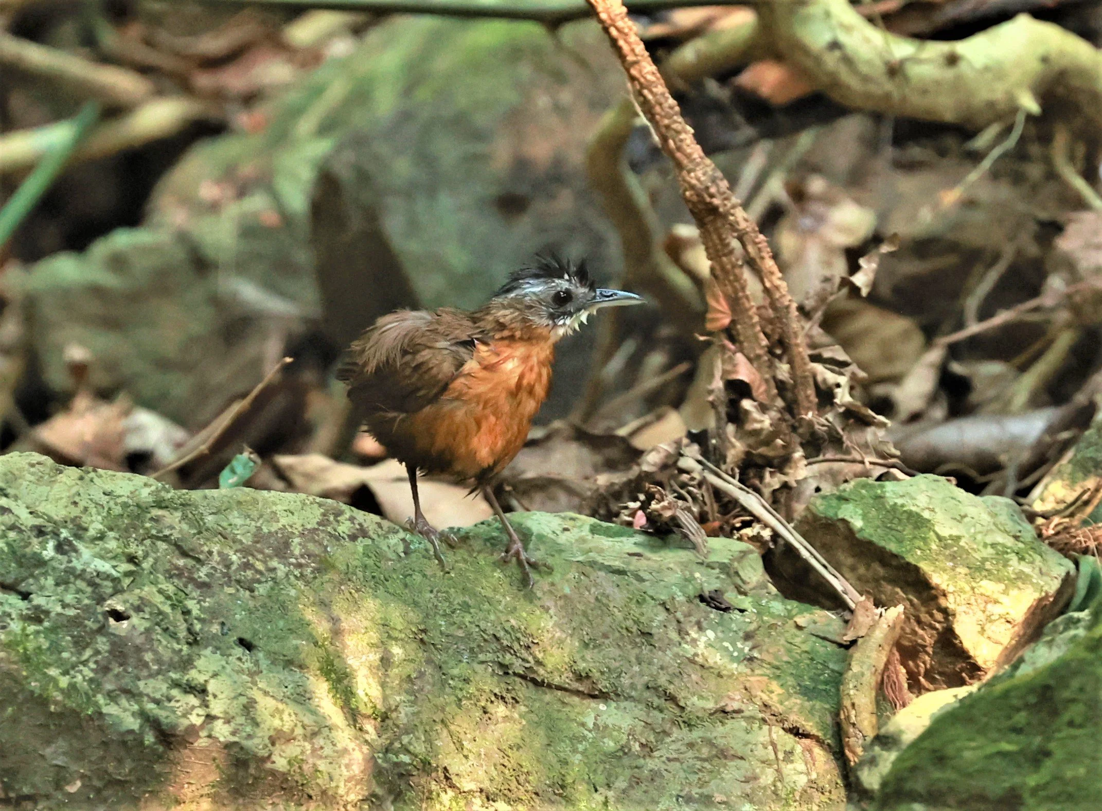 BABBLER - Black-capped babbler (Pellorneum capistratum)KRUNG CHING, KHAO LUANG NATIONAL PARK, THAILAND APRIL 2023 (11).jpg