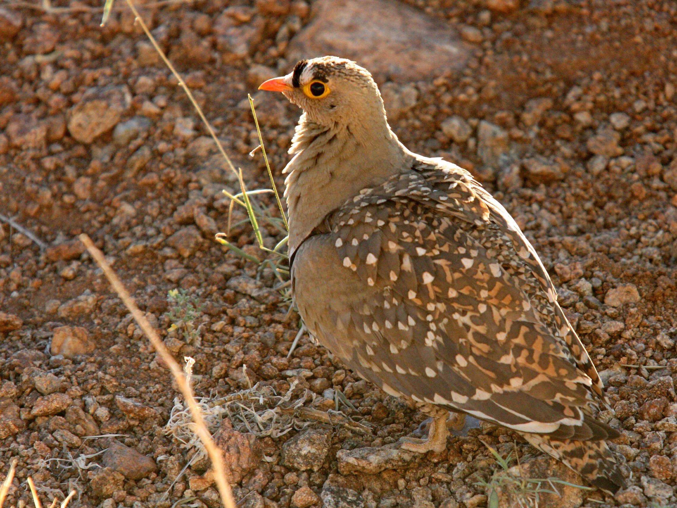 Double-banded Sandgrouse (Pterocles bicinctus) Augrabies Falls NP South Africa (2).JPG