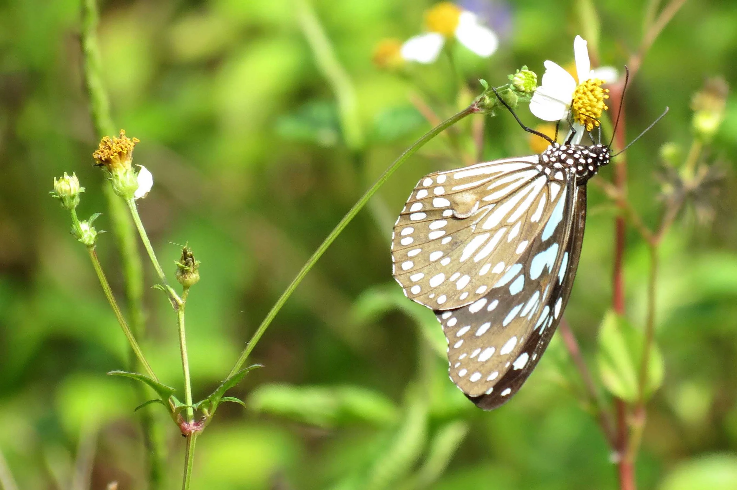 SON TRA PENINSULA - COKIE'S IMAGES (34).JPG