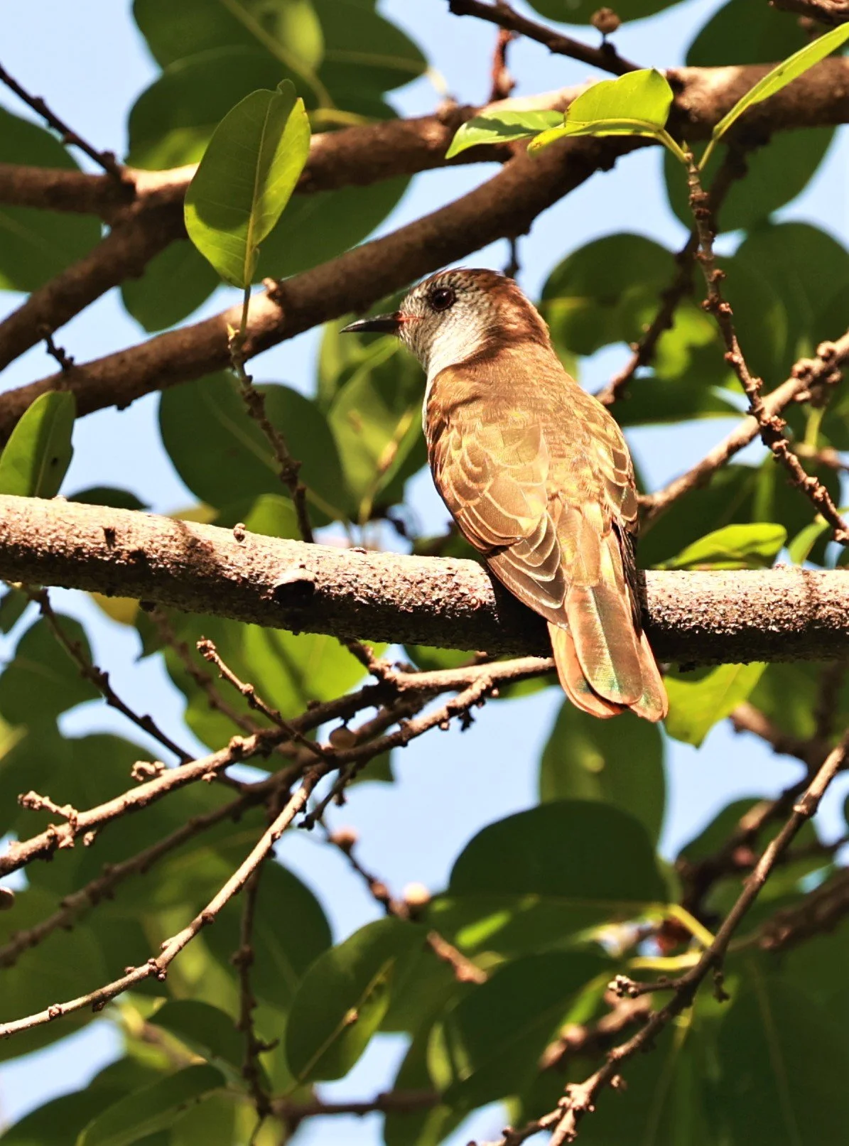 Violet Cuckoo (Chrysococcyx xanthorhynchus) Rama IX Park Bangkok (30).jpg