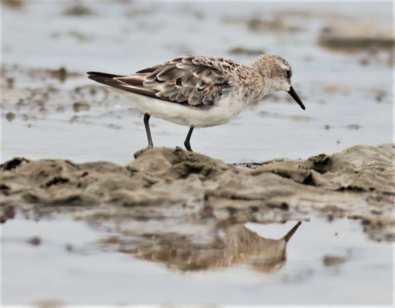STINT - RED-NECKED STINT - Calidris ruficolis - CHACHOENGSAO SALT PONDS SEPT 12 2021 (1).jpg