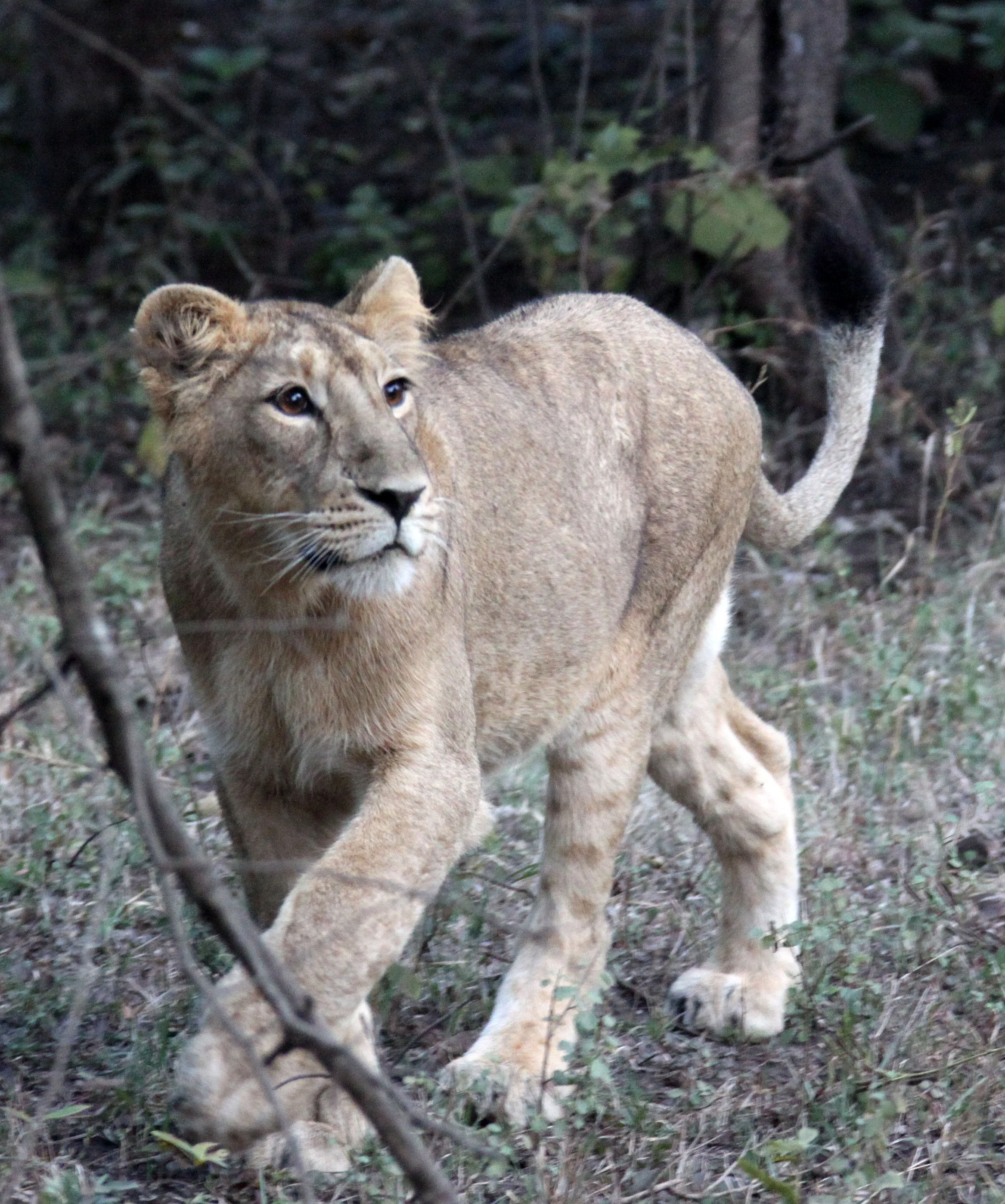 Panthera leo leo - ASIATIC LION - GIR FOREST GUJARAT INDIA (183).JPG