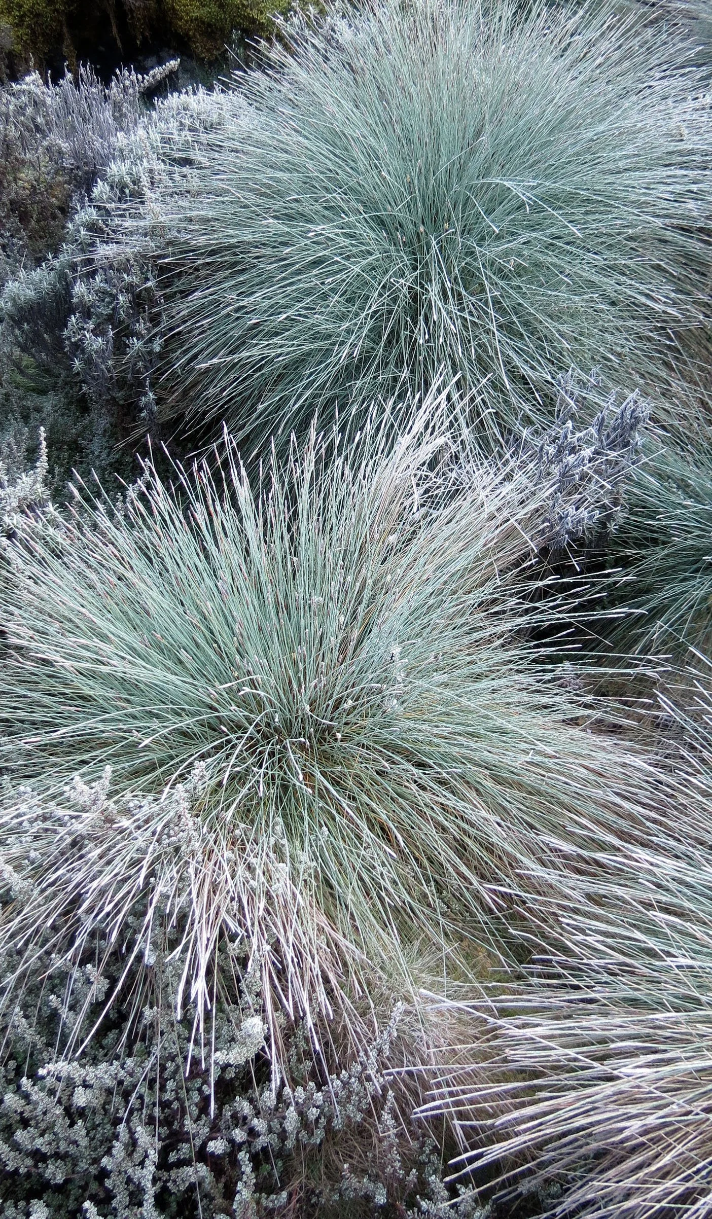 RWENZORI NATIONAL PARK UGANDA (235).JPG