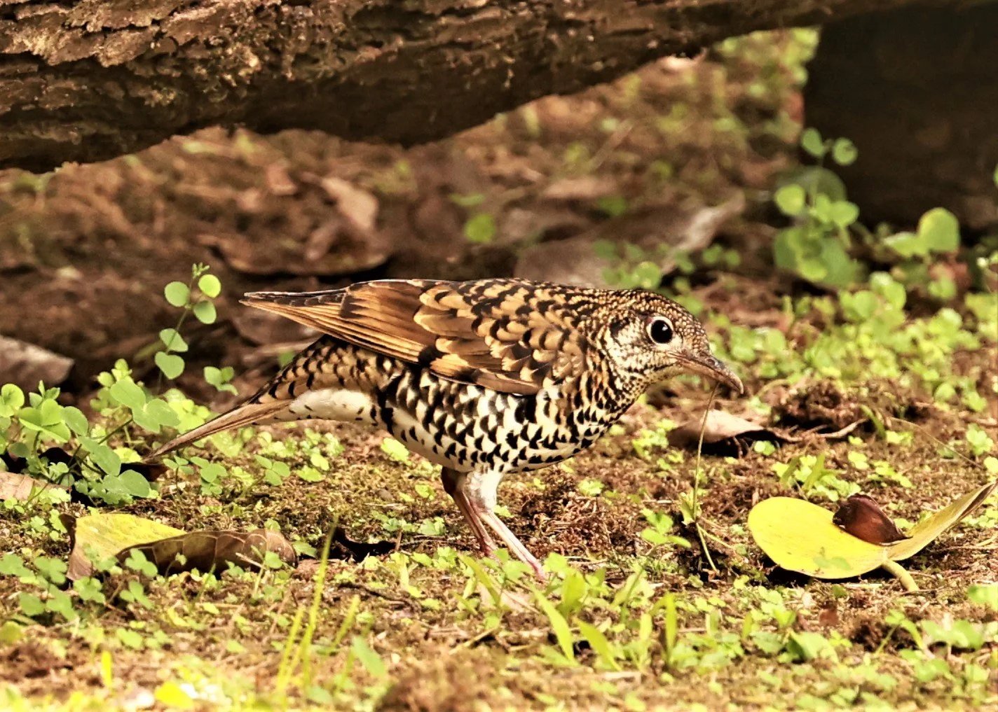 Scaly Thrush (Zoothera dauma) Doi Ang Kang Chiang Mai (50).jpg