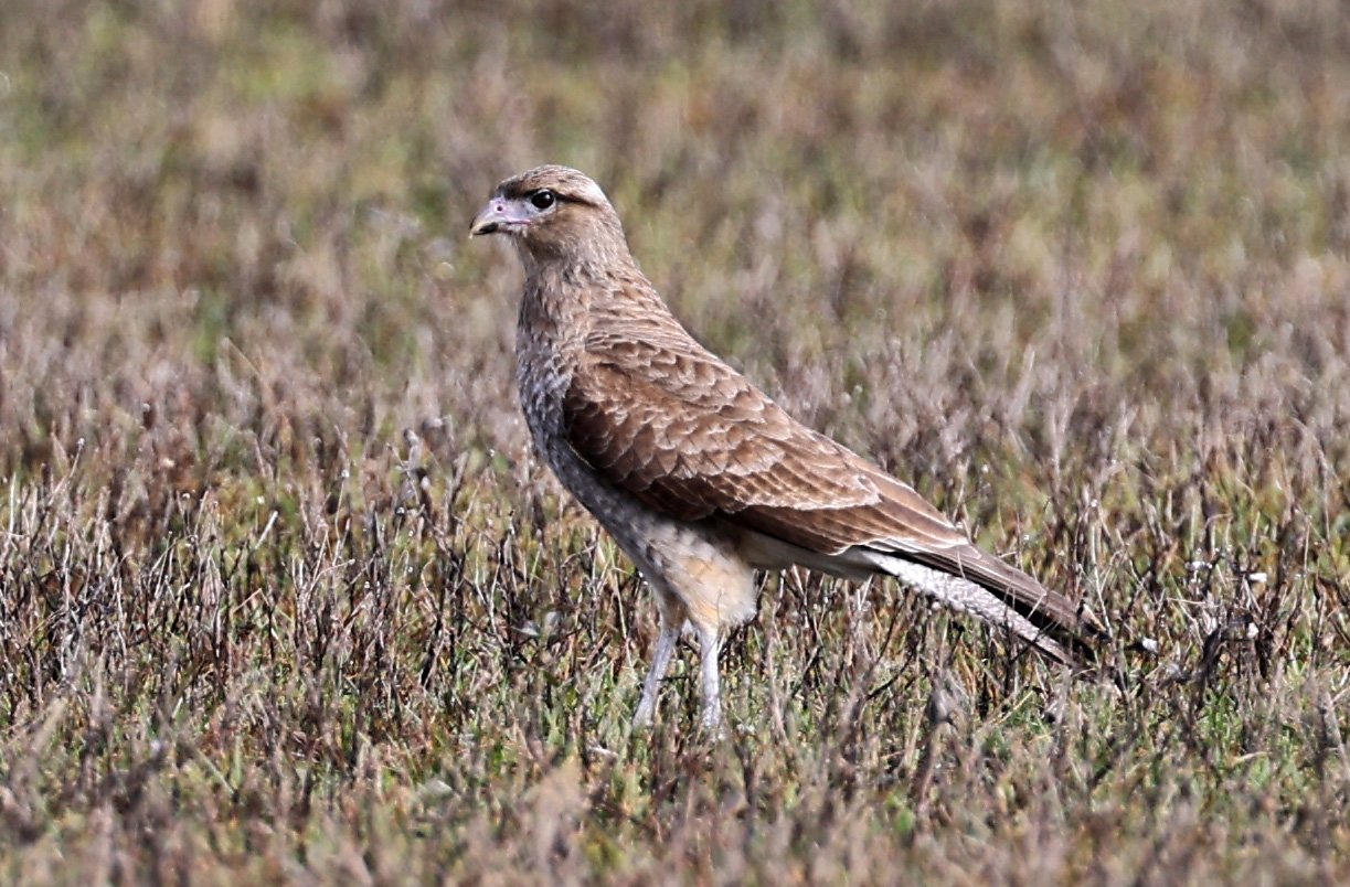 Chimango Caracara (Milvago chimango) El Palmar National Park, Entre Rios, Argentina  (2).jpg