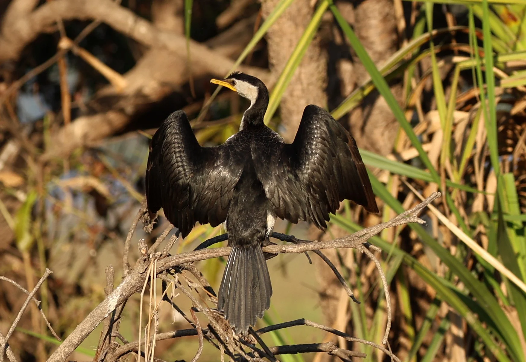 Australian Pied Cormorant (Phalacrocorax varius) Kakadu NP, Yellow Water Billabong - Northern Territory (2).jpg