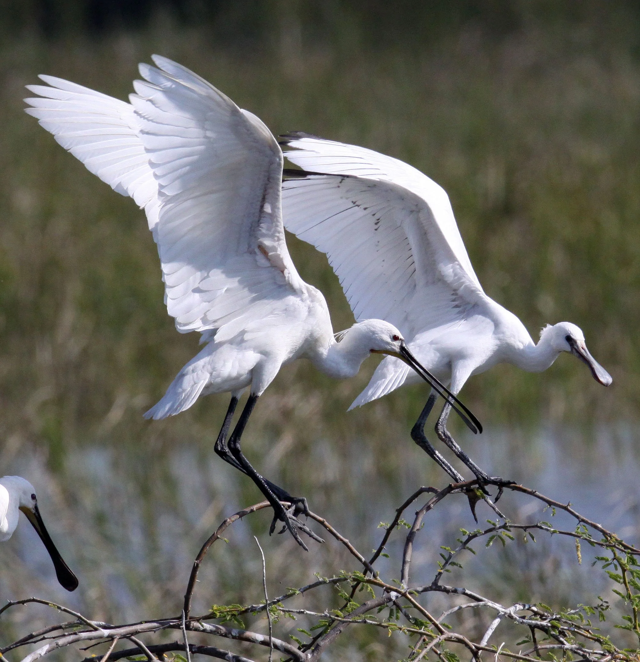 SPOONBILL - EURASIAN SPOONBILL - Platalea leucorodia - LITTLE RANN OF KUTCH GUJARAT INDIA (39).JPG