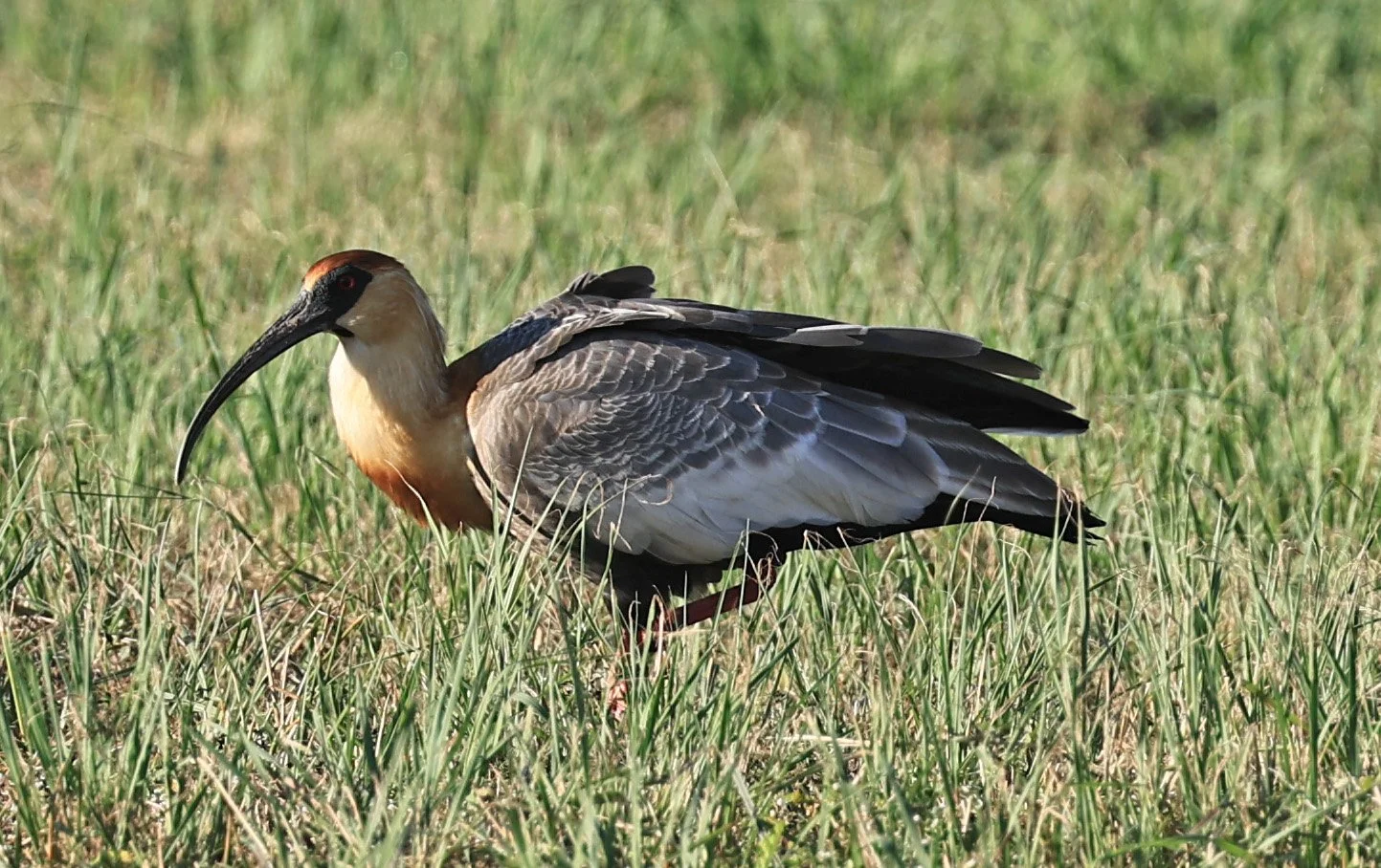Buff-necked Ibis (Theristicus caudatus) Estancia Campo'i Paraguay (47).jpg