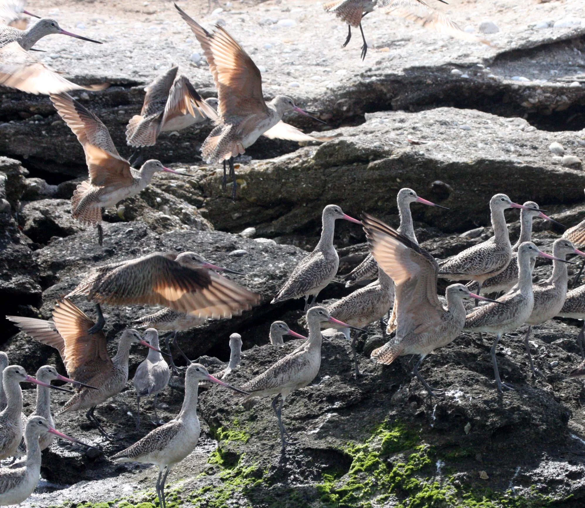BIRD - GODWIT - MARBLED GODWIT WITH WILLETS NEAR CAMPO CORTEZ - SAN IGNACIO LAGOON BAJA MEXICO (6).JPG