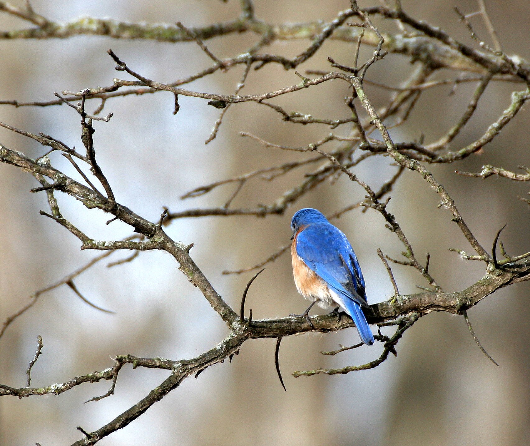 Eastern Bluebird (Sialia sialis) Lincoln Marsh Wheaton Illinois (29).JPG